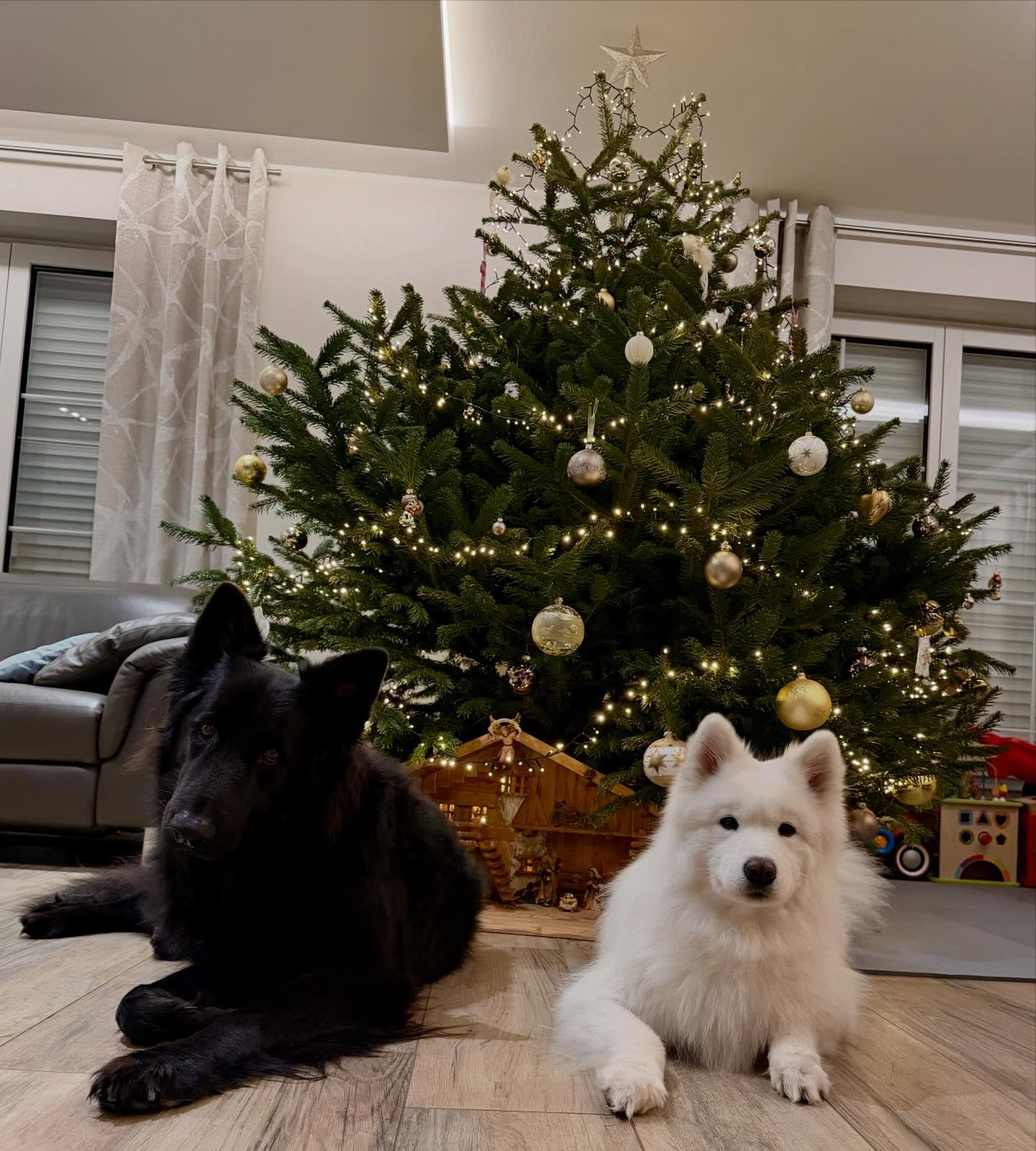 We wish you a merry christmas 🎄#christmas #samoyedlovers #doglovers #doglife #shepherds