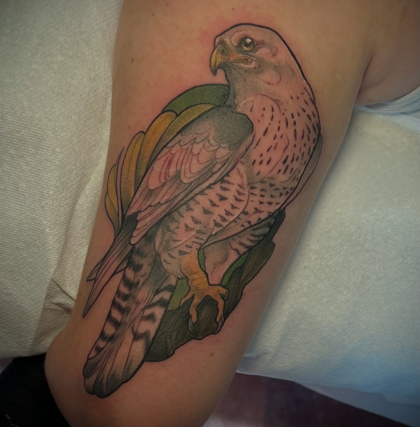 I’ve been life-ing a lot lately instead of posting! Have a bird
#naturetattoo#falcontattoo#birdtattoo #tattoo #girlswhotattoo kentuckytattooers neotradtionaltattoo illustrativetattoo eternalinksprocreatebishoprotarypaducahcreativecityneotrad