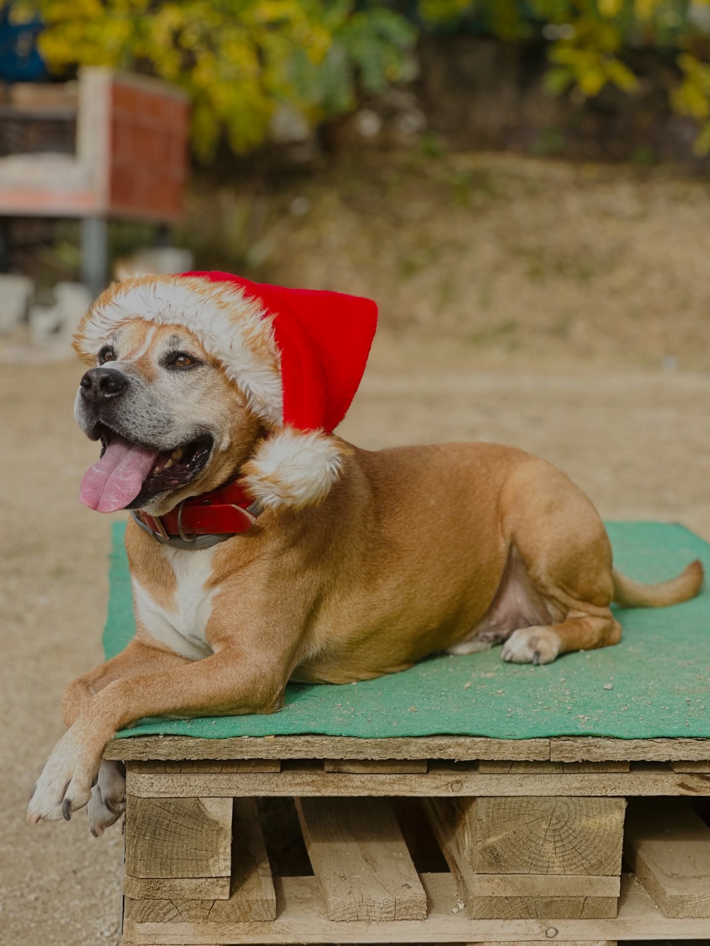 ¡Feliz Navidad de parte de Dogtraining!🎅🏼✨
Queremos desearos unas Navidades llenas de buenos momentos y tiempo de calidad con quienes más queréis…
y, por supuesto, con vuestros perros 🐾
¡Felices fiestas!💛