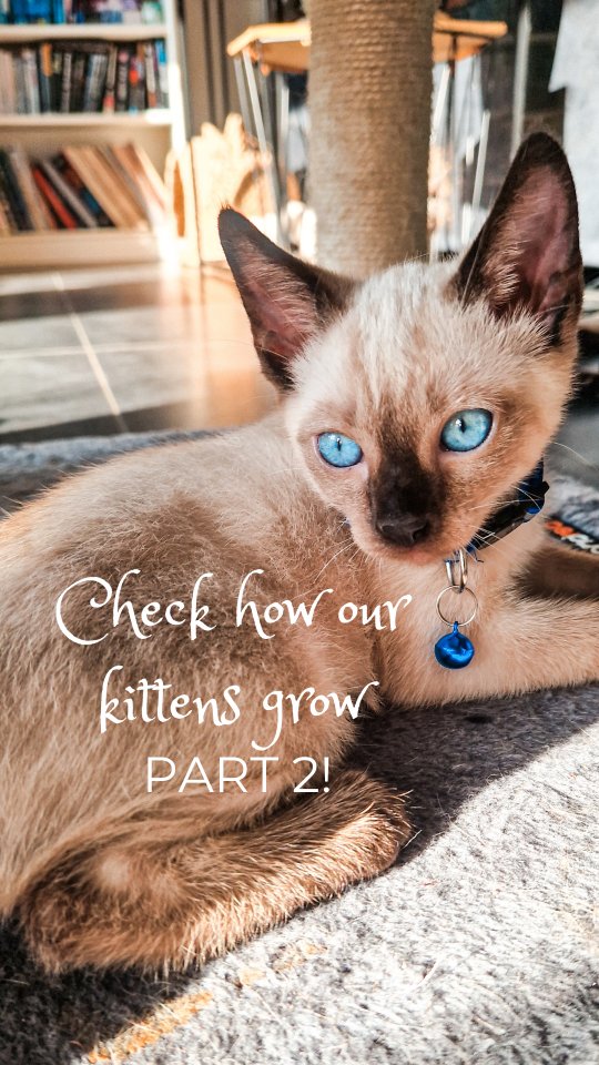 They grew quietly (Deutsche Version unten)
Week by week. Paw by paw. 🐾✨
From tiny sleeps and pink beans
to confident souls ready for their next chapter 🤍
#mysticpaws #kittenjourney #kittengrowth
__________________________
Sie sind leise gewachsen.
Woche für Woche. Pfote für Pfote. 🐾✨
Von winzigen Nickerchen und rosa Pfötchen
zu selbstbewussten kleinen Seelen, bereit für ihr nächstes Kapitel 🤍
#mysticpaws #katzenbabys