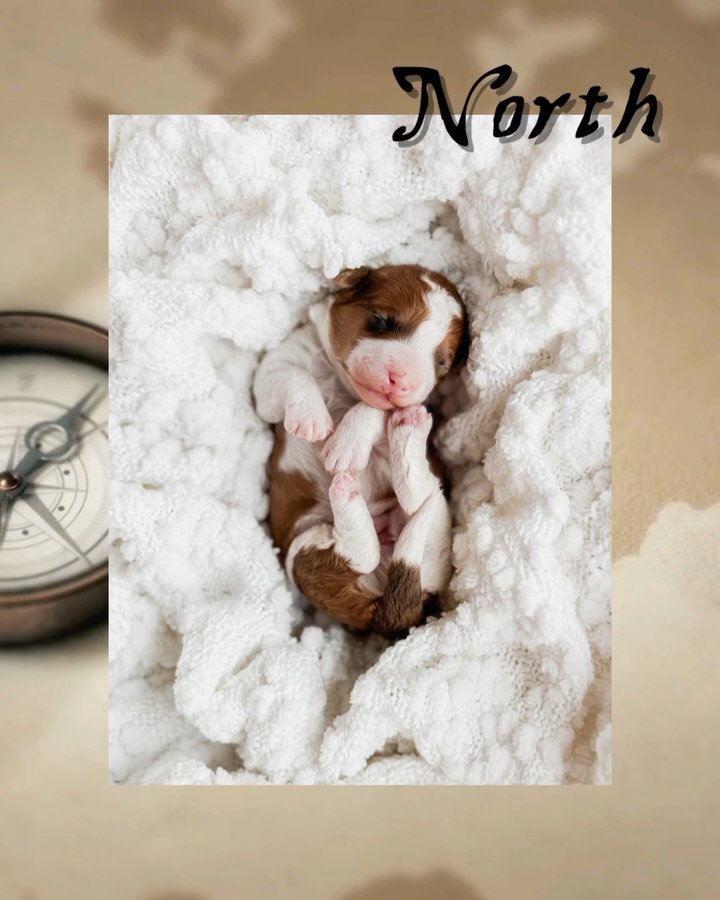 โจ ๐จ๐
๐๐๐๐๐๐๐ ๐จ๐๐๐๐๐ โจ
Introducing Belle and Samsonโs Tiny Bernedoodles! Four little explorers already pointing us toward something special ๐ค
Meet North, East, South, and West ๐งญ
Each one a reminder that lifeโs greatest adventures donโt require a map, just an open heart and the courage to follow where love leads.
Born right here on Our Lane, raised with intention, and destined for families ready for a lifetime of companionship, laughter, and love.
โจ Applications are open for this litter, and we canโt wait to see where their journeys take them. ๐บ๏ธ Wherever that may beโฆ adventure awaits ๐ค