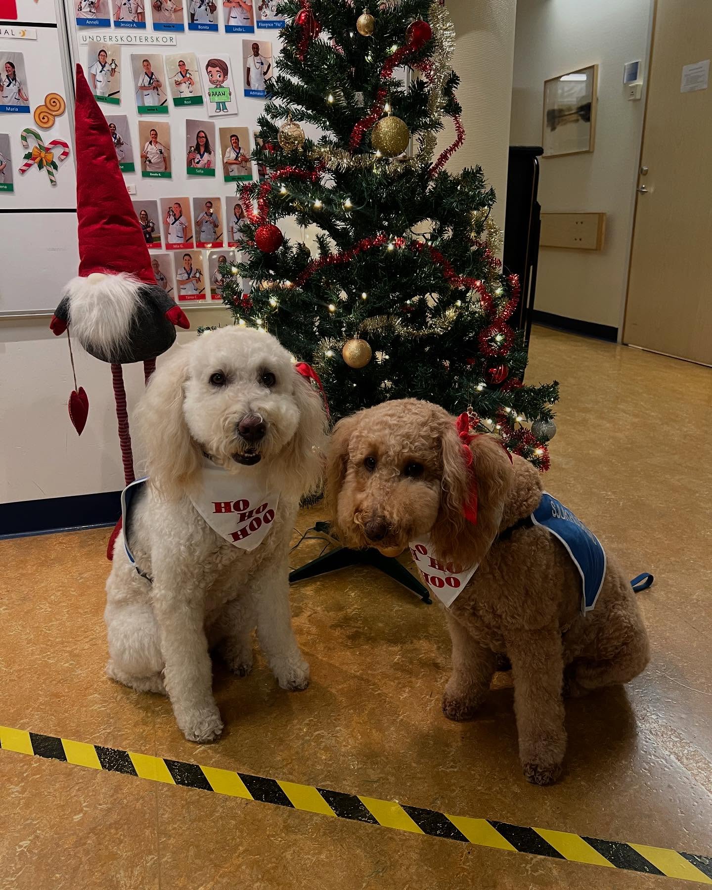 Sjukhushundarna har önskat God Jul & Gott Nytt År till barnen (Bild 1 från Bonken) och till Chefläkare & Sjukhusdirektör (Bild 2) på Akademiska sjukhuset🎄🧑🏼🎄❤️ #sjukhushund #barn #god #jul #gott #nytt #år #akademiska #sjukhuset #barncancerfonden @akademiska @barncancerfonden