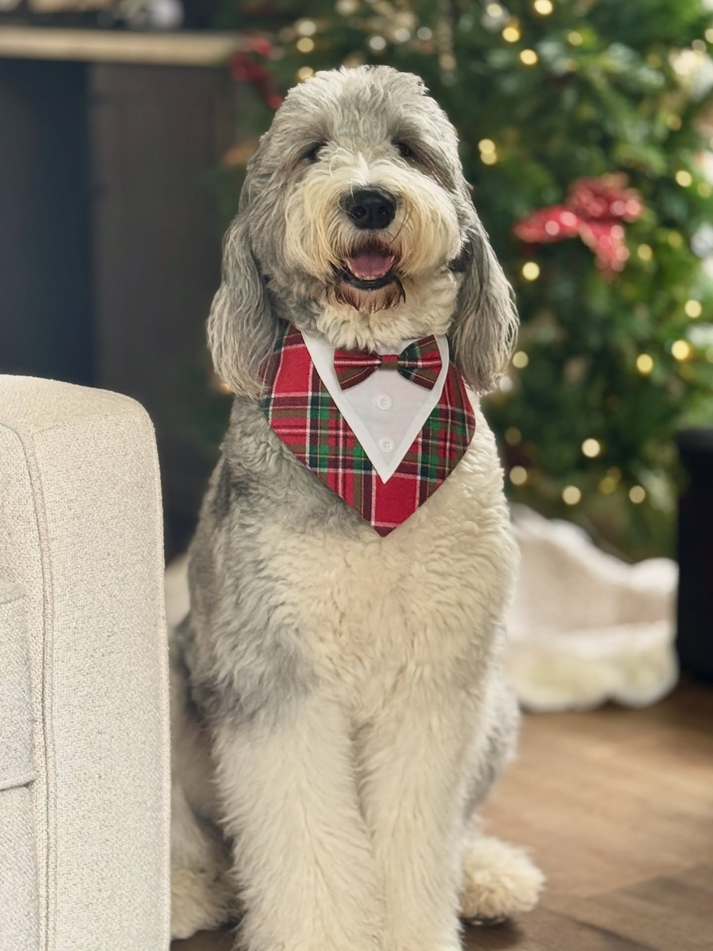 Merry Christmas Eve! 🎄
-Bruce