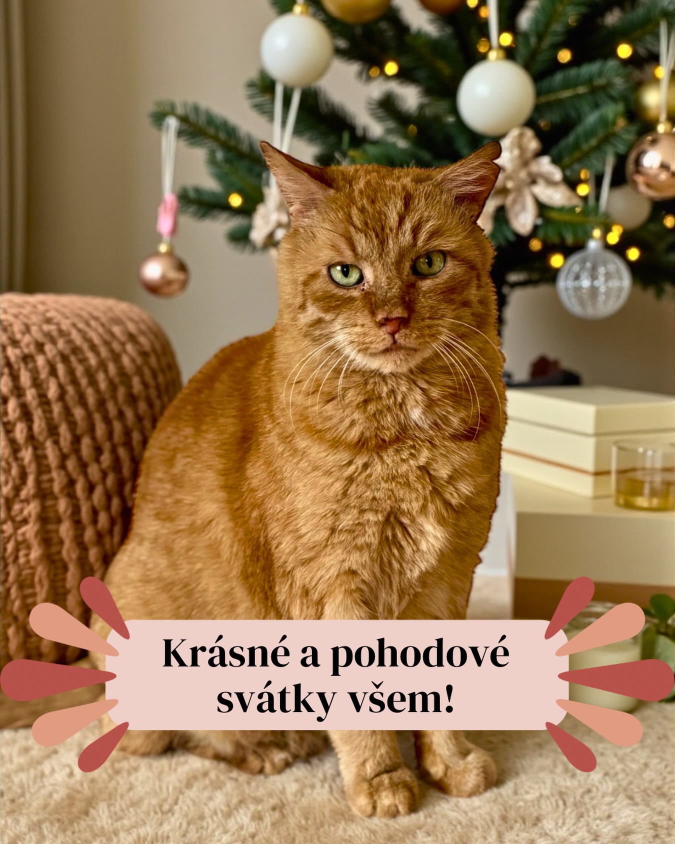 Hlášení z válečné zóny: Všichni žijí! 📢😂
Salát je hotový, vánočka (v rámci možností) vypadá jako vánočka a já jsem se dneska ještě nepřizabila o žádnou kočku, co se rozhodla meditovat uprostřed chodby. To považuji za vánoční zázrak! ✨🙌
Teď už ale vážně. Hoďte všechno za hlavu. Jestli máte v polévce chlup, prostě ho vyndejte (nebo se tvařte, že je to koření 🌿) a užijte si tu pohodu. Svět se na pár dní nezblázní, když nebudete nic řešit.
Přejeme vám krásné Vánoce, hodně dárků, které kočky neukradnou dřív, než je rozbalíte, a hlavně ten svatý klid. My se jdeme taky na chvíli „vypnout“, mazlit kožíšky a ujídat cukroví. 🍪🐈
Mějte se pohádkově! ✨
Terka ze Šklíby ❤️