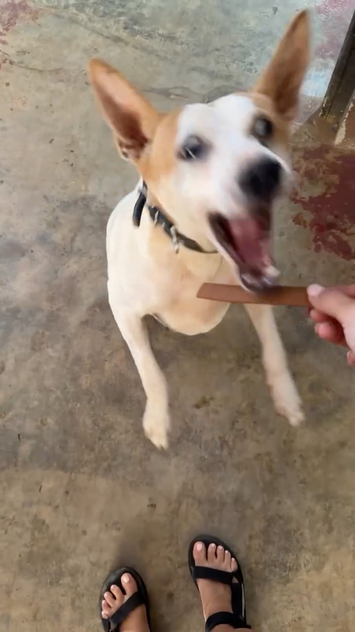 Treats are available on our Amazon Wish List and should still arrive before the New Year if you’d like to send these guys a little New Year’s gift.
Link is in our bio
#animalrescue #animalshelter #dogsofinstagram #adoptdontshop #donate