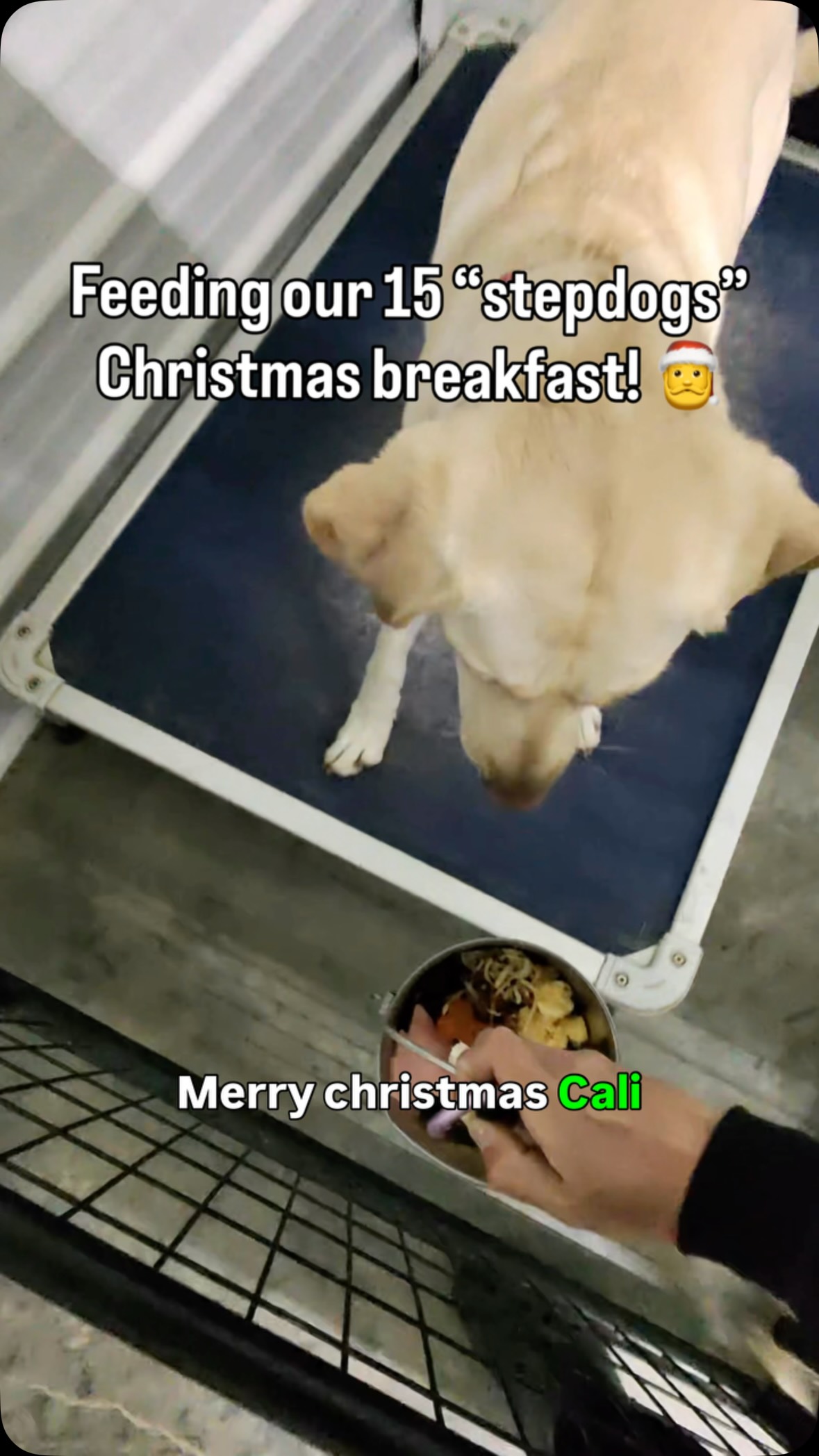 Merry Christmas to all! 🎅🎄
#dogs #dogsofinstagram #dogtrainerlife #christmasbreakfast #hollyjollychristmas