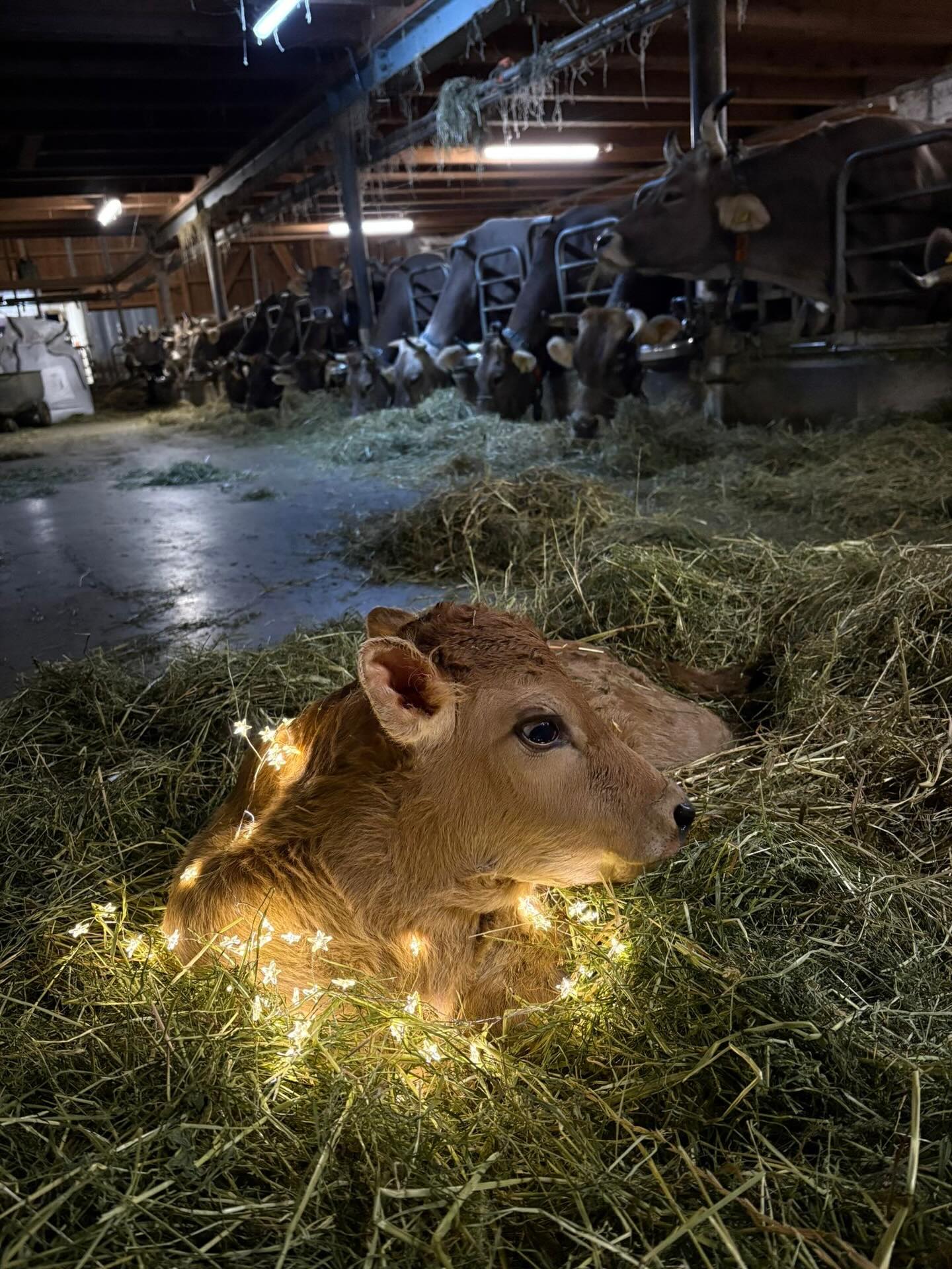 Fröhliche Weihnachten 🎄wünscht das ganze Team samt Tieren und sagt Danke!
@tierarztpraxis_rothenburg #tierliebe #tierfreunde #tierarztpraxis #team #luzern