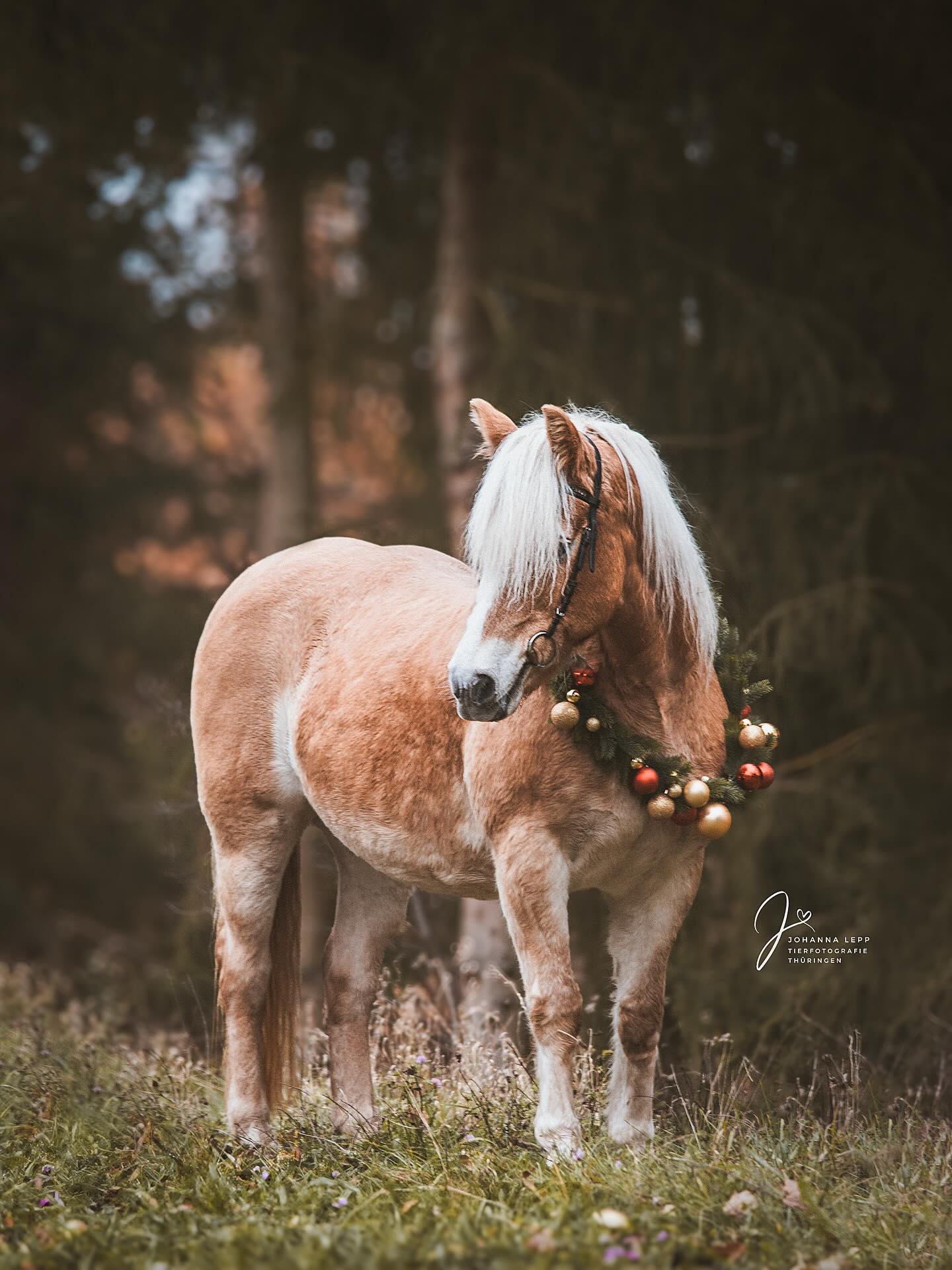 Habt alle ein schönes Weihnachtsfest! 🎅🏼☺️🫶🏼
•
📧 info@tierfotografie-thueringen.de
💻 www.tierfotografie-thueringen.de
#hundefotografie #tierfotografie #thüringen #pferdefotografie #haflinger