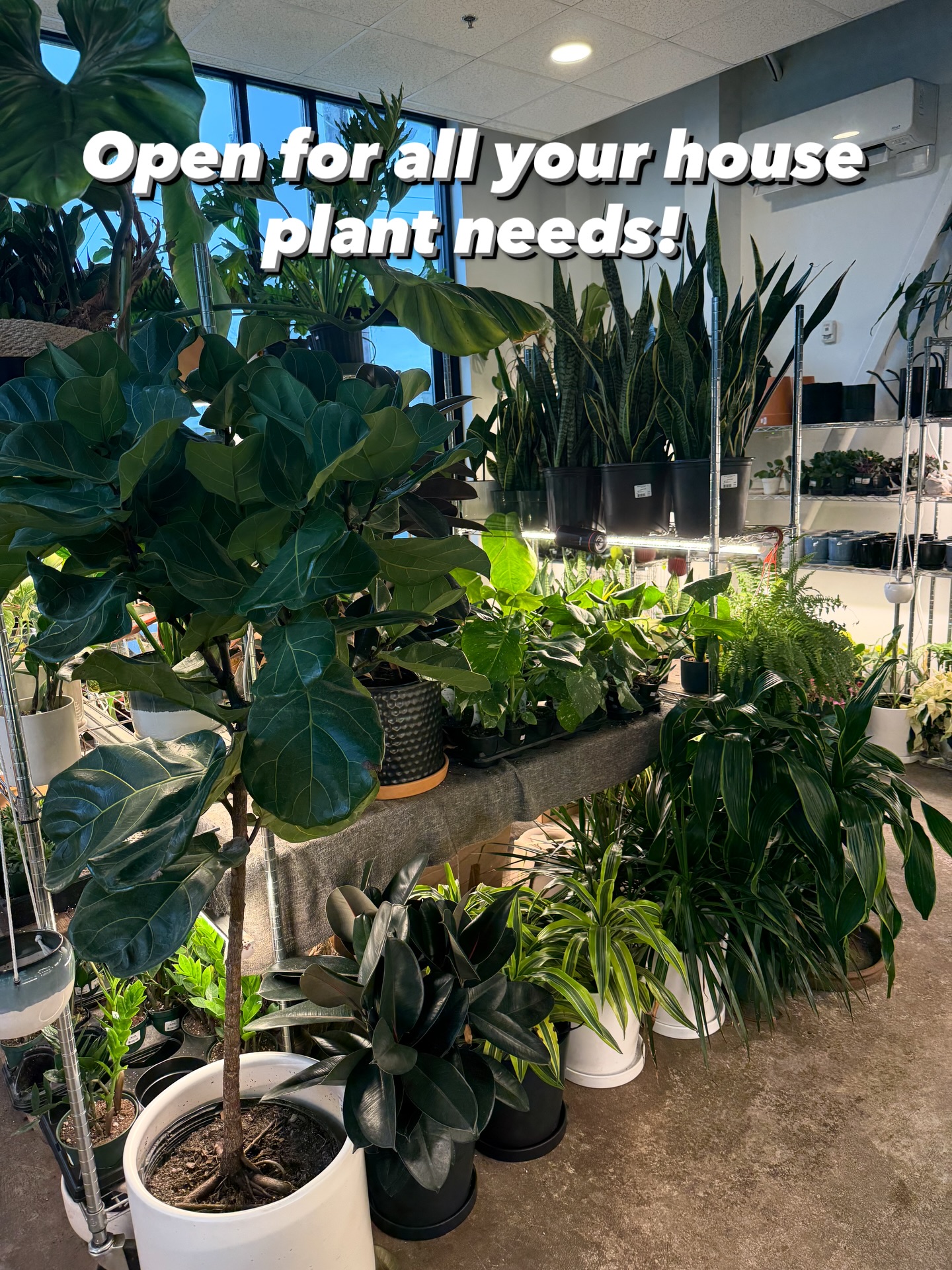 Hope you all had a great Christmas! We are back open 11-7 today! Hope to see you soon!!! 💚💚🪴🪴
#booshnursery #houseplants #seattle #smallbusiness #plantshop #plantlovers #openforbusiness #indoorjungle