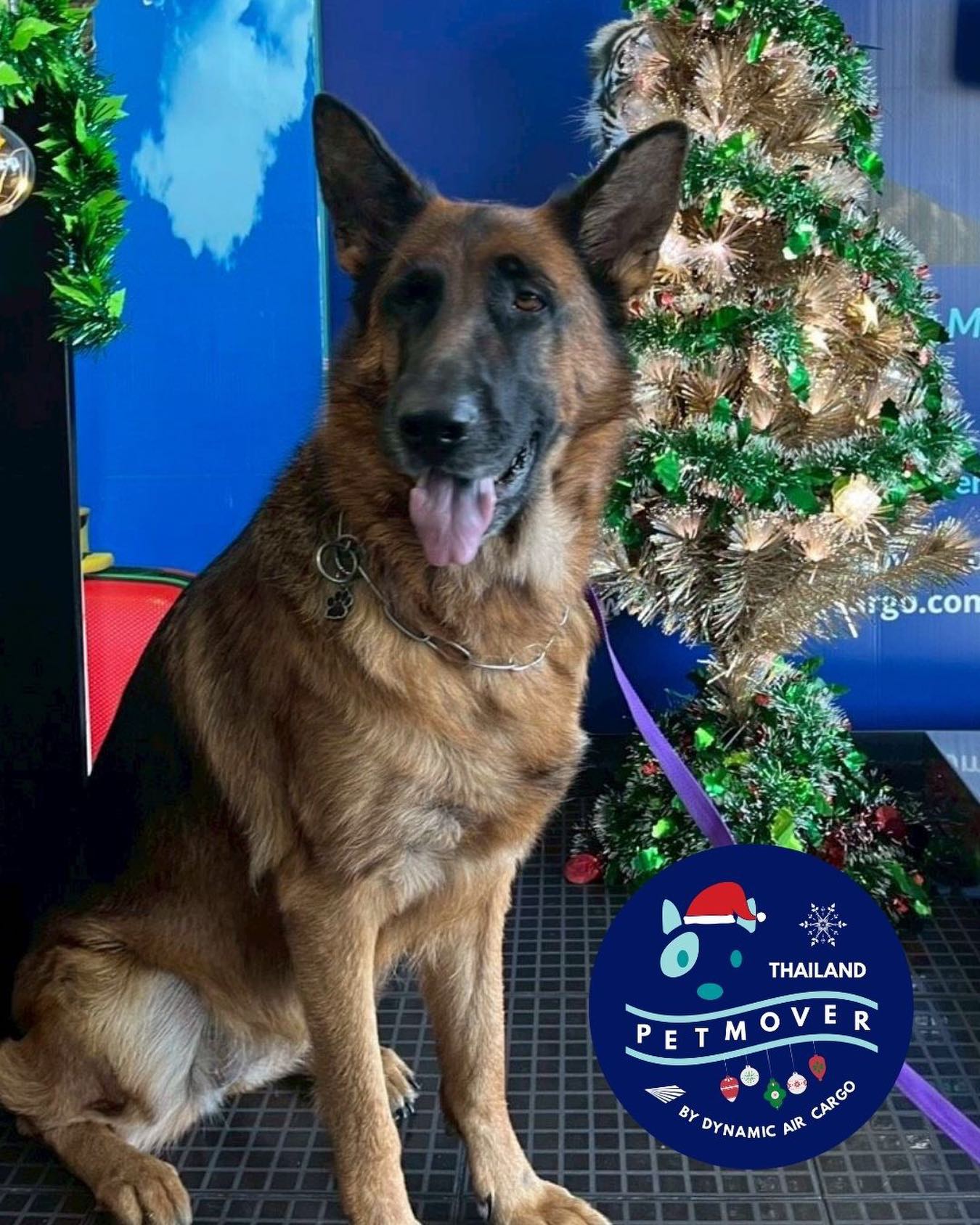 🇹🇭 🛫 🇬🇧
Merry Christmas Eve from us and Ditte here who traveled earlier this month in time celebrate Christmas with family in their new home 🥰
——————————————————
🐶 Thailand Pet Mover
🐱 Where Pet Lover Meets Pet Mover
🐰 Inquire via LINE: @thailandpetmover
🐯 Or Email: service@dynamicaircargo.com
🐹 Our DMs are not monitored
🐷 A trade mark service managed by Dynamic Air Cargo, a member of IPATA and IATA.
——————————————————
Please make sure you contact direct to our customer service team
#thailandpetmover #thailandpetrelocation #animallovers #petmoverthailand #petshipping