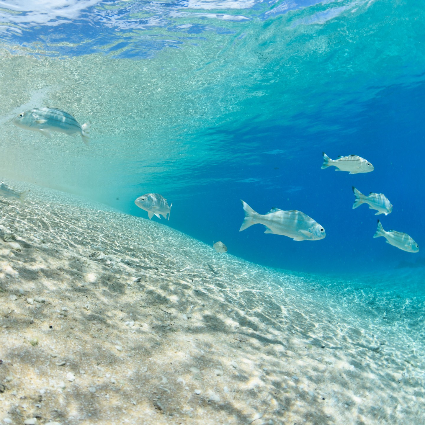 🐟 Cerulean ☀
No filters are needed for the South Pacific. Crystal clear cerulean blues.