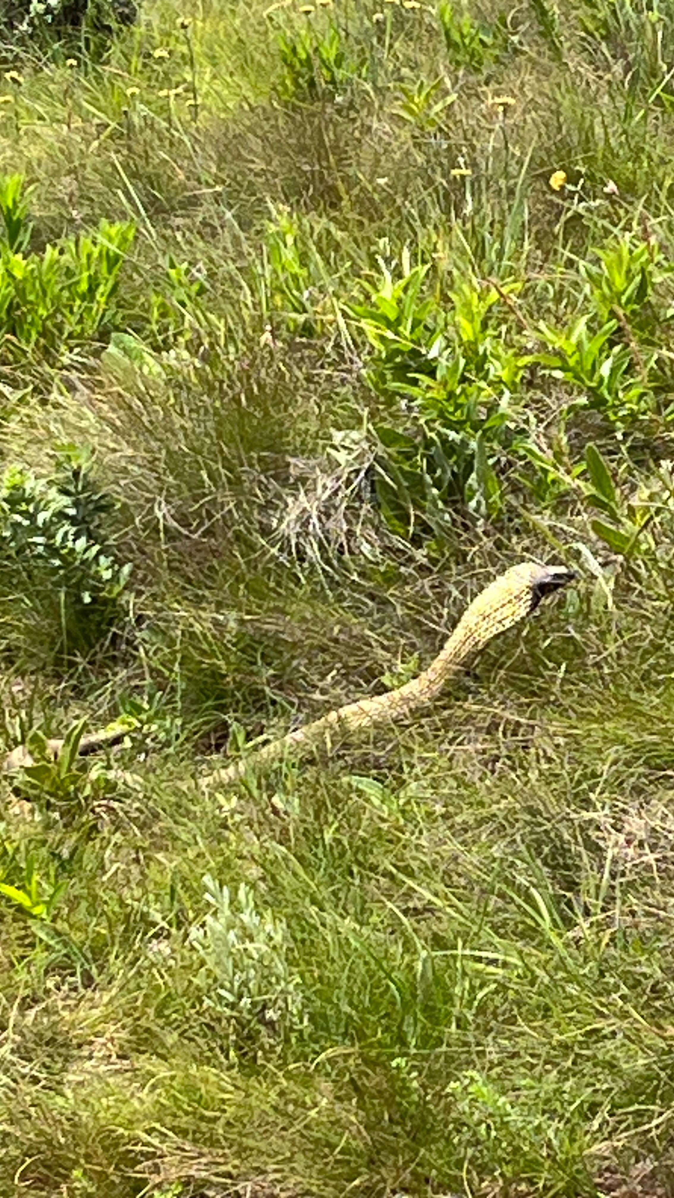 A very close encounter with a Rinkhals, right on the path on #high5hiking! I got a big fright!! You can hear me catching my breath in the background. I can only say we gave the fellow a fright too 😉 Rinkhals may look like a cobra - it took him a split second to jump up displaying the huge hood, but they actually belong to a different genus. Did you know they give birth to live snakes and do not lay eggs? They are unique to Southern Africa. #rinkhals #southafricansnacks #high5hikingtrail #footprintjourneys