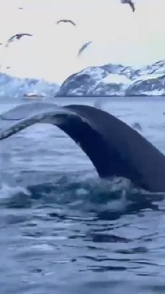 Nature's greatest show, synchronized. 🐋🐋
If this is on your bucket list, you're in the right place.
✔️ As your Travel Planner, I handle the logistics, the hidden spots, and the experts guide so all you have to do is breathe it all in.
Stop scrolling and start exploring ✈️✨️
🔗Link in bio to book your consultation.
#NorwayTravel #Whalewhatching #Visitnorway #Travelplanner #articadventures