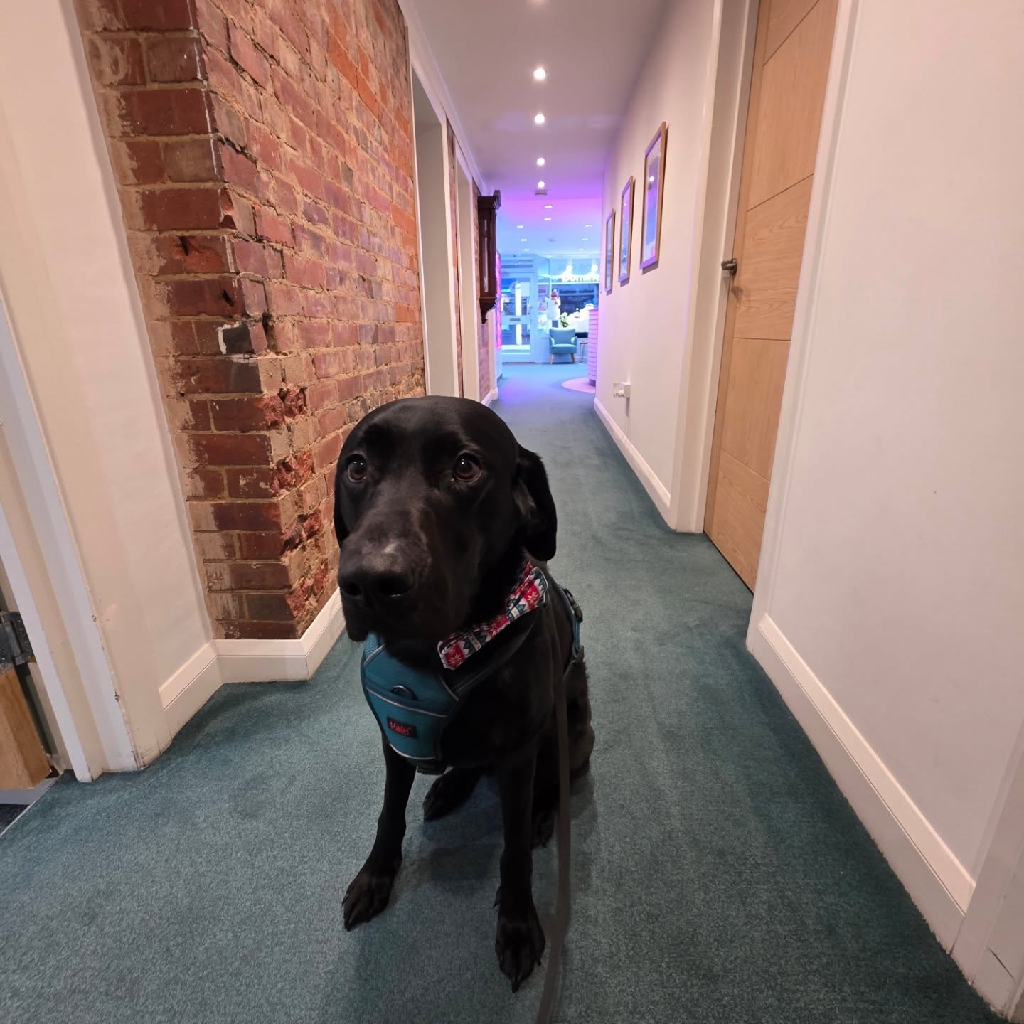 We had the mascot in today for a rare appearance. Complete with Christmas bow tie. Wishing everyone a Merry Christmas.