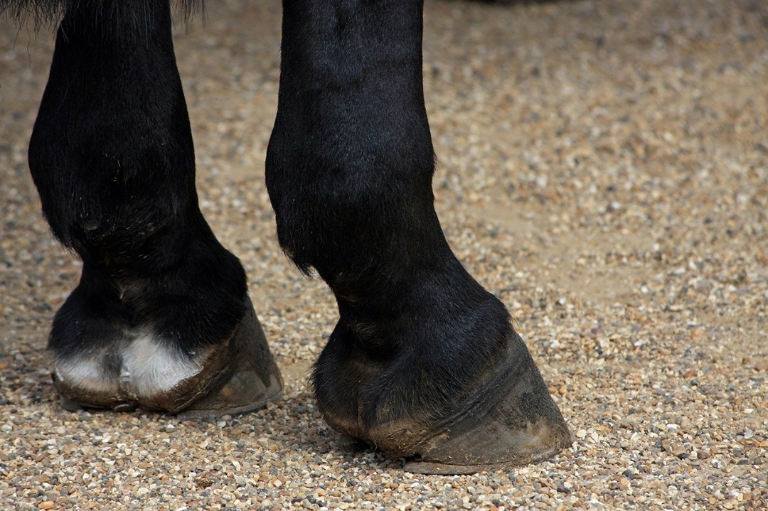 You look after your horses feet Ω so you'd look after their back too, right? 🐴
Here are our top ⓷ TIPS for making sure a saddle fits your horse correctly 👍🏻
1️⃣ Position the saddle correctly on your horse's back🐎
(𝘗𝘭𝘢𝘤𝘦 𝘵𝘩𝘦 𝘴𝘢𝘥𝘥𝘭𝘦 𝘴𝘭𝘪𝘨𝘩𝘵𝘭𝘺 𝘧𝘰𝘳𝘸𝘢𝘳𝘥 𝘰𝘯 𝘺𝘰𝘶𝘳 𝘩𝘰𝘳𝘴𝘦’𝘴 𝘸𝘪𝘵𝘩𝘦𝘳𝘴, 𝘵𝘩𝘦𝘯 𝘴𝘭𝘪𝘥𝘦 𝘪𝘵 𝘣𝘢𝘤𝘬𝘸𝘢𝘳𝘥 𝘴𝘰 𝘵𝘩𝘢𝘵 𝘪𝘵 𝘴𝘵𝘰𝘱𝘴 𝘢𝘵 𝘵𝘩𝘦 𝘯𝘢𝘵𝘶𝘳𝘢𝘭 𝘳𝘦𝘴𝘵𝘪𝘯𝘨 𝘱𝘭𝘢𝘤𝘦 𝘢𝘴 𝘥𝘪𝘤𝘵𝘢𝘵𝘦𝘥 𝘣𝘺 𝘩𝘪𝘴 𝘤𝘰𝘯𝘧𝘰𝘳𝘮𝘢𝘵𝘪𝘰𝘯.)
2️⃣ Check to see if the seat is level 🐴
(𝘛𝘩𝘦 𝘥𝘦𝘦𝘱𝘦𝘴𝘵 𝘱𝘢𝘳𝘵 𝘰𝘧 𝘵𝘩𝘦 𝘴𝘢𝘥𝘥𝘭𝘦 𝘴𝘦𝘢𝘵 𝘴𝘩𝘰𝘶𝘭𝘥 𝘣𝘦 𝘱𝘢𝘳𝘢𝘭𝘭𝘦𝘭 𝘵𝘰 𝘵𝘩𝘦 𝘨𝘳𝘰𝘶𝘯𝘥, 𝘯𝘰𝘵 𝘵𝘪𝘭𝘵𝘦𝘥 𝘣𝘢𝘤𝘬𝘸𝘢𝘳𝘥 𝘰𝘳 𝘧𝘰𝘳𝘸𝘢𝘳𝘥. 𝘈 𝘭𝘦𝘷𝘦𝘭 𝘴𝘦𝘢𝘵 𝘦𝘯𝘢𝘣𝘭𝘦𝘴 𝘺𝘰𝘶𝘳 𝘸𝘦𝘪𝘨𝘩𝘵 𝘵𝘰 𝘣𝘦 𝘱𝘳𝘰𝘱𝘦𝘳𝘭𝘺 𝘥𝘪𝘴𝘵𝘳𝘪𝘣𝘶𝘵𝘦𝘥 𝘰𝘷𝘦𝘳 𝘺𝘰𝘶𝘳 𝘩𝘰𝘳𝘴𝘦’𝘴 𝘣𝘢𝘤𝘬, 𝘢𝘯𝘥 𝘪𝘵 𝘢𝘴𝘴𝘪𝘴𝘵𝘴 𝘺𝘰𝘶 𝘪𝘯 𝘧𝘪𝘯𝘥𝘪𝘯𝘨 𝘵𝘩𝘦 𝘤𝘰𝘳𝘳𝘦𝘤𝘵 𝘳𝘪𝘥𝘪𝘯𝘨 𝘱𝘰𝘴𝘪𝘵𝘪𝘰𝘯.)
3️⃣Check the stability of the saddle 🏇🏿
(𝘛𝘩𝘦 𝘴𝘢𝘥𝘥𝘭𝘦 𝘴𝘩𝘰𝘶𝘭𝘥 𝘳𝘦𝘮𝘢𝘪𝘯 𝘧𝘢𝘪𝘳𝘭𝘺 𝘴𝘵𝘢𝘣𝘭𝘦, 𝘯𝘰𝘵 𝘴𝘩𝘪𝘧𝘵𝘪𝘯𝘨 𝘴𝘪𝘥𝘦 𝘵𝘰 𝘴𝘪𝘥𝘦 𝘰𝘳 𝘳𝘰𝘤𝘬𝘪𝘯𝘨 𝘧𝘳𝘰𝘯𝘵 𝘵𝘰 𝘣𝘢𝘤𝘬. 𝘚𝘩𝘪𝘧𝘵𝘪𝘯𝘨 𝘮𝘢𝘺 𝘣𝘦 𝘢 𝘳𝘦𝘴𝘶𝘭𝘵 𝘰𝘧 𝘺𝘰𝘶𝘳 𝘩𝘰𝘳𝘴𝘦’𝘴 𝘯𝘢𝘵𝘶𝘳𝘢𝘭 𝘢𝘴𝘺𝘮𝘮𝘦𝘵𝘳𝘺, 𝘢𝘯𝘥 𝘢 𝘲𝘶𝘢𝘭𝘪𝘧𝘪𝘦𝘥 𝘴𝘢𝘥𝘥𝘭𝘦 𝘧𝘪𝘵𝘵𝘦𝘳 𝘴𝘩𝘰𝘶𝘭𝘥 𝘣𝘦 𝘢𝘣𝘭𝘦 𝘵𝘰 𝘮𝘢𝘬𝘦 𝘴𝘶𝘨𝘨𝘦𝘴𝘵𝘪𝘰𝘯𝘴 𝘵𝘰 𝘭𝘦𝘴𝘴𝘦𝘯 𝘰𝘳 𝘦𝘭𝘪𝘮𝘪𝘯𝘢𝘵𝘦 𝘵𝘩𝘦 𝘱𝘳𝘰𝘣𝘭𝘦𝘮.)
Of course make sure to consult a qualified saddle fitter if you still aren't sure!
➡️To find out how you can buy or sell your used or new saddles, head to the link in our bio 😀
#saddlefitting #Tackforsale #saddleshop #saddlery #equestrian #equestrianlife #horsesarelife #ilovemyhorse #horseridinguk #albionsaddles #jumpsaddle #showjumping #workinghunter #equitation #equipe #equinehour #equine #britishshowjumping #britishdressage #buyasaddle #sellasaddle #sellmysaddle #professionalequestrian #horsevibes #ilovemyhorsey #equinelifestyle #saddlesforsalehere #countrylifestylebrand #Saddletrader #saddletraderuk