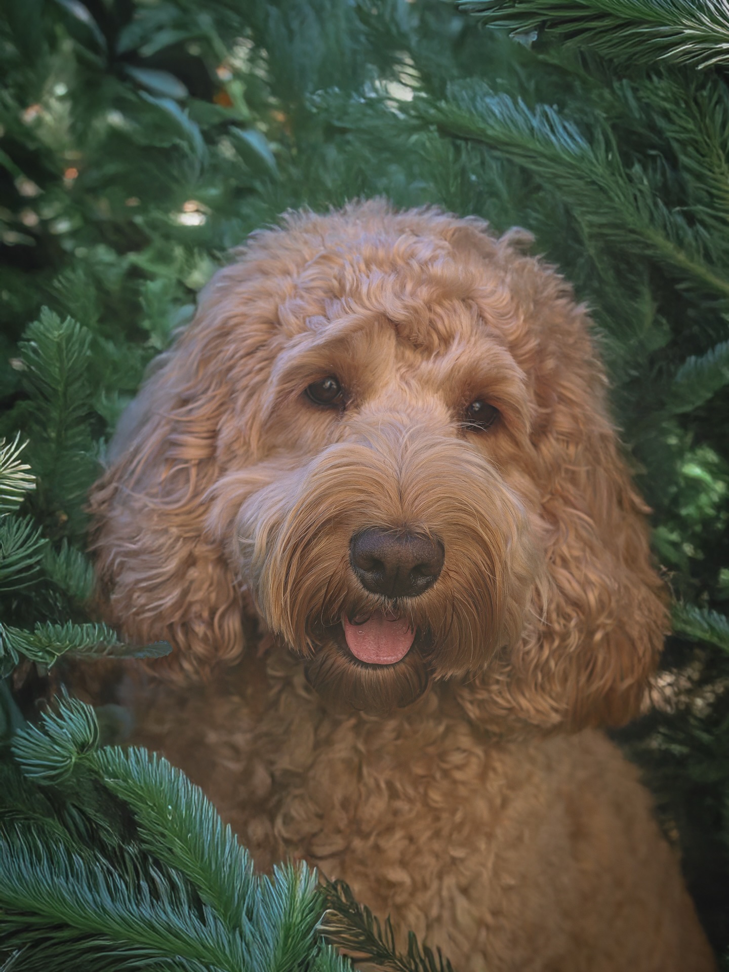 Merry Christmas from our little fir-tree fairy 🎄🎅🏻
Hope your day is full of cosy cuddles, happy paws, overindulging (for humans and dogs) and that magical slow-down feeling Christmas brings.
We’re so grateful for this lovely community and all the adventures, laughs and tail wags you share with us throughout the year. Here’s to festive noses, fluffy faces and making memories that matter 🤎🐾
Have the most magical Christmas Day 🎅🏼🎄
Love Sarah, Chester & Crumble 👸🐶🐶