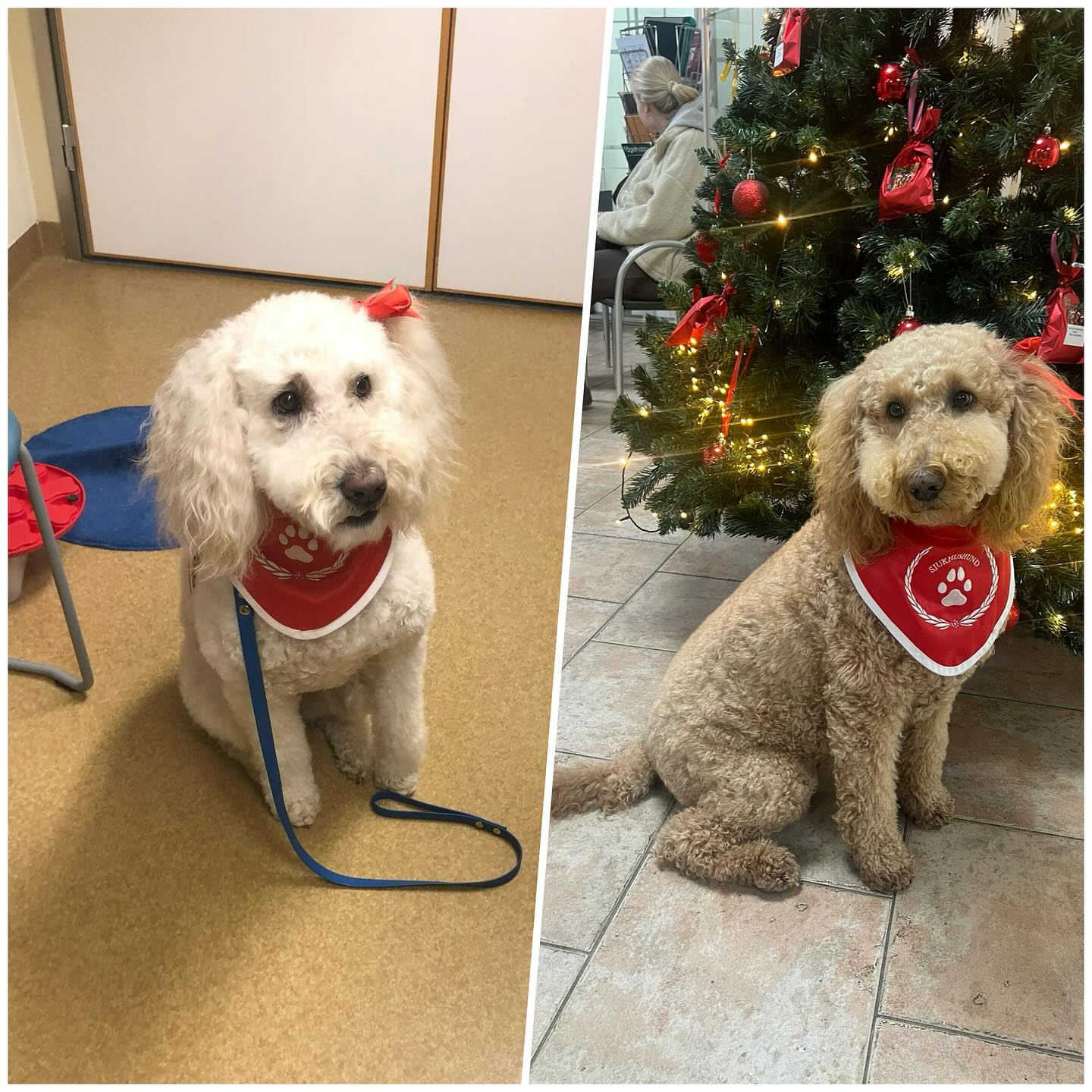 Sjukhushund - redo❣️#sjukhushund #sjukhus #hund #effektiv #integrerad #medicin #akademiskasjukhuset #mälarsjukhuset #gävleborg