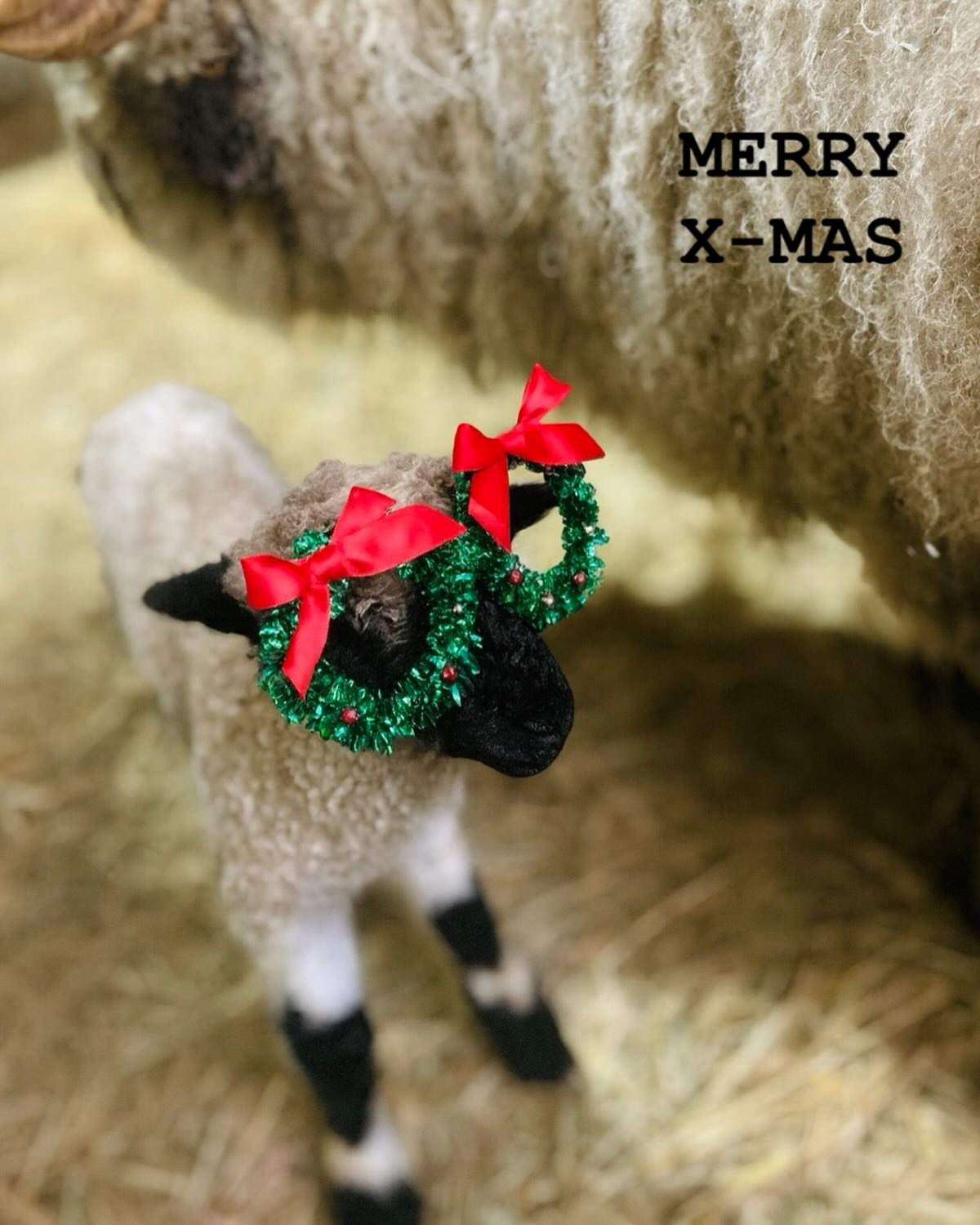 Merry x-mas van onze allerkleinste spruit van de boerderij 💋 Suzette 🌲❤️