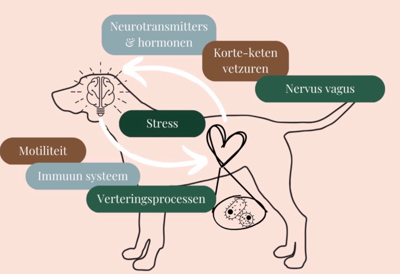 🥩🥕 Voeding maakt het verschil
Voeding is dé sleutel tot een gezonde darm-brein-as:
✔️ Vezels & prebiotica → voeden goede bacteriën
✔️ Hoogwaardige eiwitten → minder ontsteking
✔️ Omega-3 vetzuren → ondersteunen hersenen
✔️ Probiotica → kunnen stress en angst verlagen
Stress & darmen: een vicieuze cirkel
Chronische stress verstoort de darmen →
verstoorde darmen versterken stress en gedrag →
de cirkel blijft draaien… tenzij je hem doorbreekt 💡
Wat betekent dit voor training & gedrag?
Honden met een verstoorde darmgezondheid:
• Leren moeilijker
• Raken sneller overprikkeld
• Zijn minder stressbestendig
Daarom hoort voeding thuis in gedragsbegeleiding, niet los ervan.
Conclusie
Gezonde darmen = een stabieler brein.
Via de darm-brein-as beïnvloedt voeding direct:
• Emoties
• Stress
• Cognitie
• Gedrag
Wie gedragsproblemen duurzaam wil aanpakken, kan darmgezondheid niet negeren.
Je kan deze blog lezen op mijn website: www.delie-dogtraining.be
Johan 🐾
#gedragstherapie