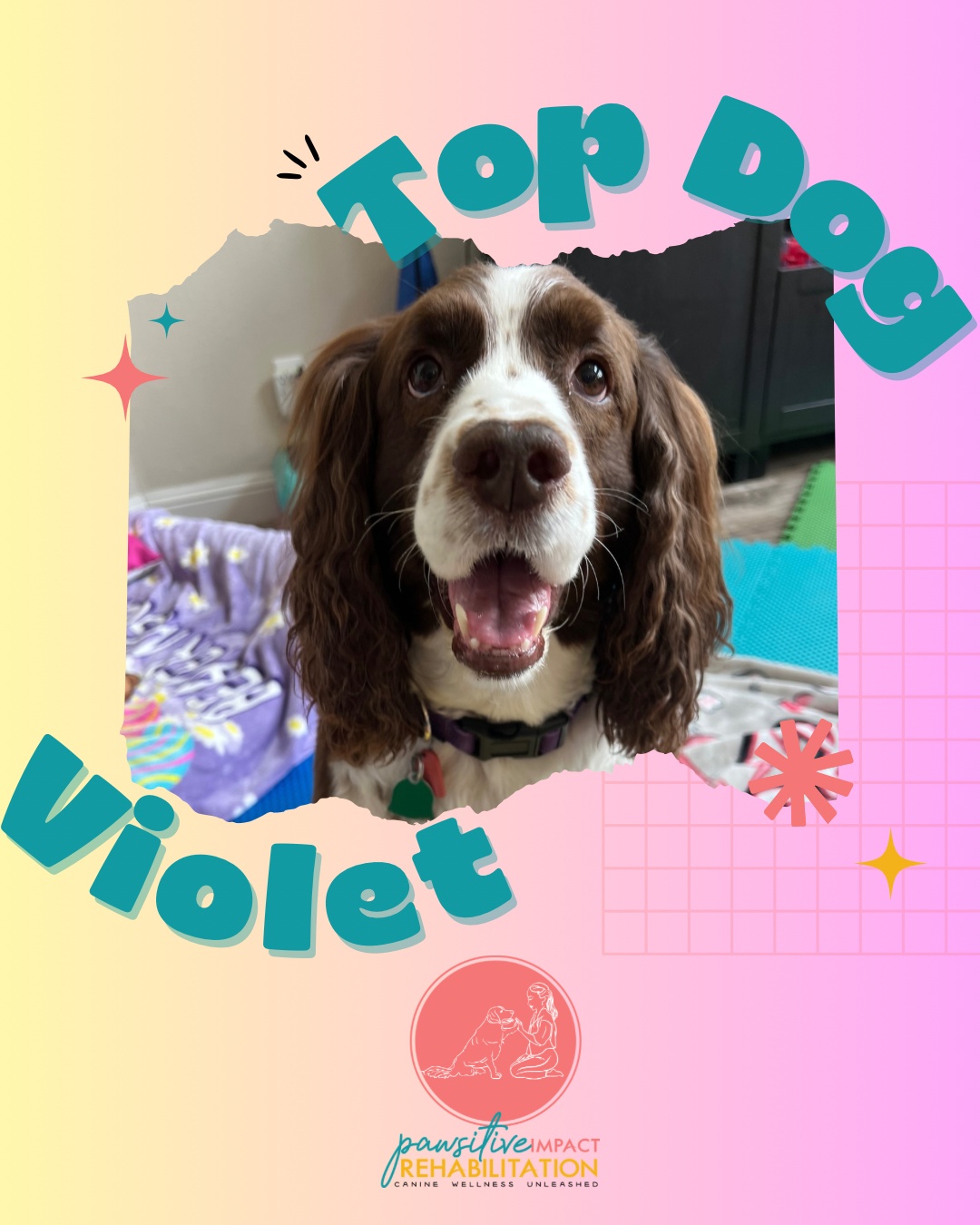 🎉 Congratulations, Violet! 🎉
Violet has officially joined our Top Dog Program — our wellness program designed to help her maintain all the strength, mobility, and progress she worked so hard to achieve during rehab. 🐾💪 We’re so proud of her and excited to keep her moving and feeling her best! 💜✨