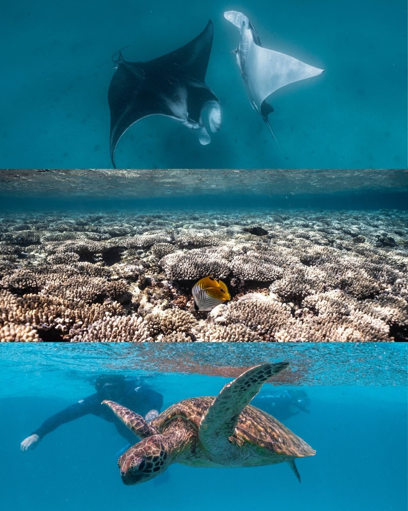 We’ve been busy lately 💙
Coral Bay Exclusive - See you out there!
@lauratierney 📷
#coralbay #exclusive #ningalooreef