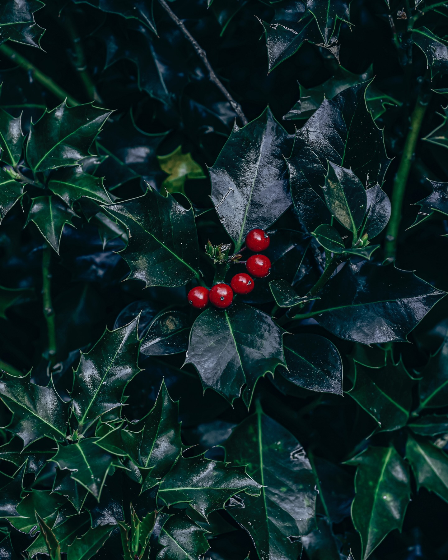 Hold close the ones who are here.
Speak the names of the ones you miss.
Grateful for what is.
Thankful for what was.
Hopeful for what’s coming.
Be safe out there and here’s to a better 2026.