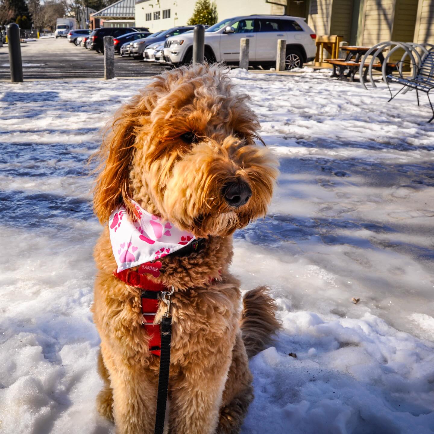 Busy days, cozy nights—don’t skip your dog’s routine. #WagWithWilliam #FearFreeTraining #PositiveReinforcement