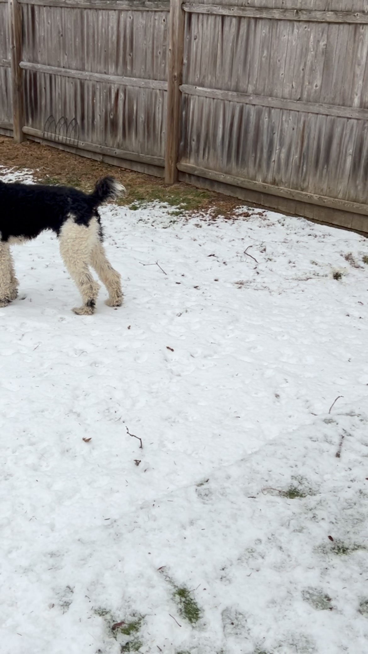 Merry Christmas 😁🐶🎁🎄