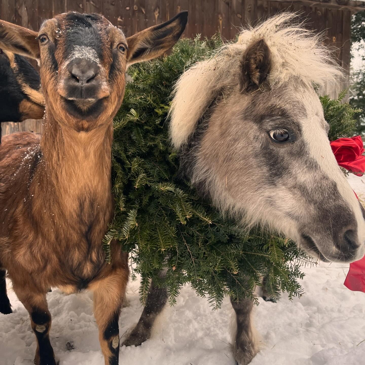 My annual attempt to take Christmas pictures with the animals!
As always the goats preferred eating the wreaths, Little Lacey was the best sport about it all, and big Lacey just tolerated my antics!
Merry Christmas everyone! Thank you for a wonderful holiday season! ♥️🎄❄️
