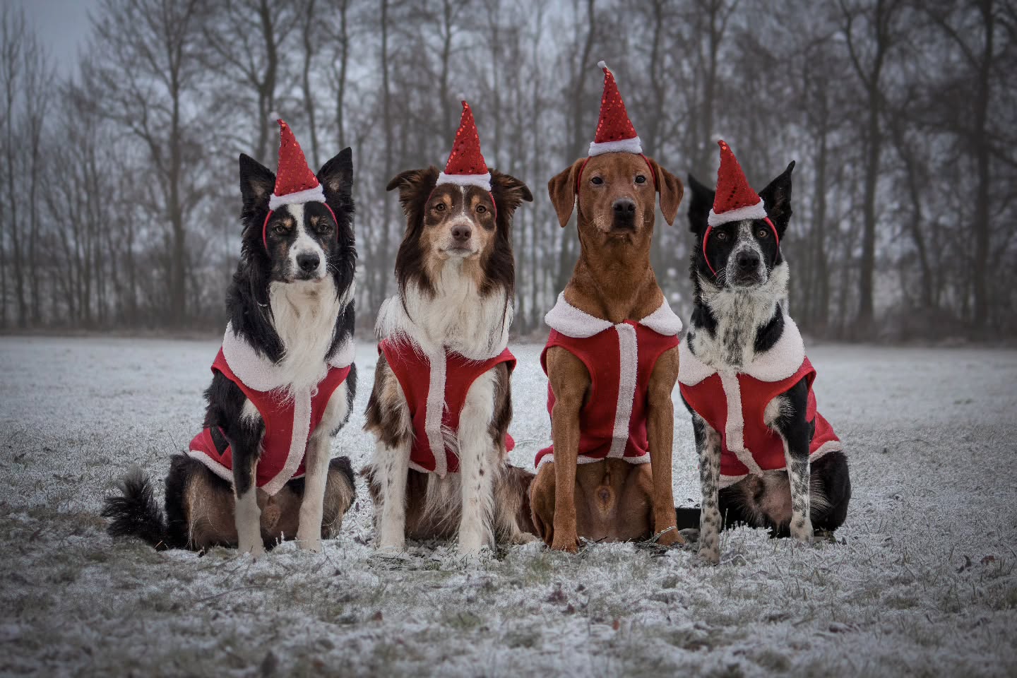 Merry Christmas from us! ♥️🎅🎄
Love from Navy, Nacho, Pumbaa and Spud (and me and Rasmus) ❤️
(and Toad, who's celebrating his first Christmas in Spain awaiting being able to travel 🇪🇸❤️ Feliz Navidad little boy, see you in January🐸🖤)