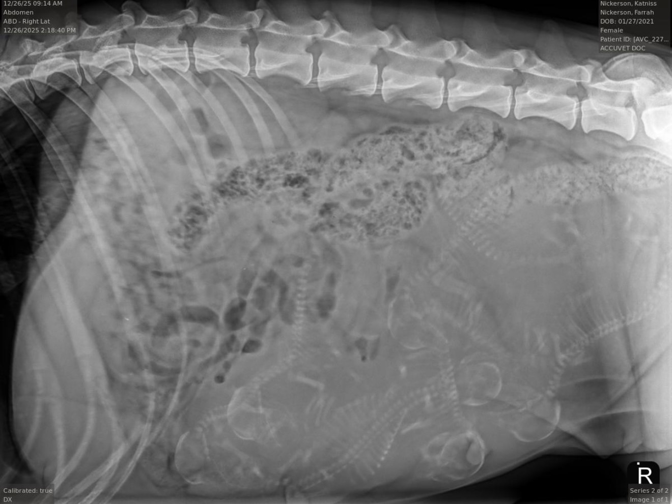 Looks like 8-10 puppies for the Katniss X Anvil litter!
With this being a bigger litter than anticipated, currently accepting more inquiries!
These are going to be VERY nice sport or working dogs
https://belgianshepherd.breedarchive.com/virtual_animal/view/anvil-akc-dn50293202-x-coal-of-the-mockingjays-katniss-von-siefferthaus-d196d16b-3517-4c8b-b9ec-eaa0722212bc
•
•
#belgianmalinois #sportdog #workingdog #malinois #akc