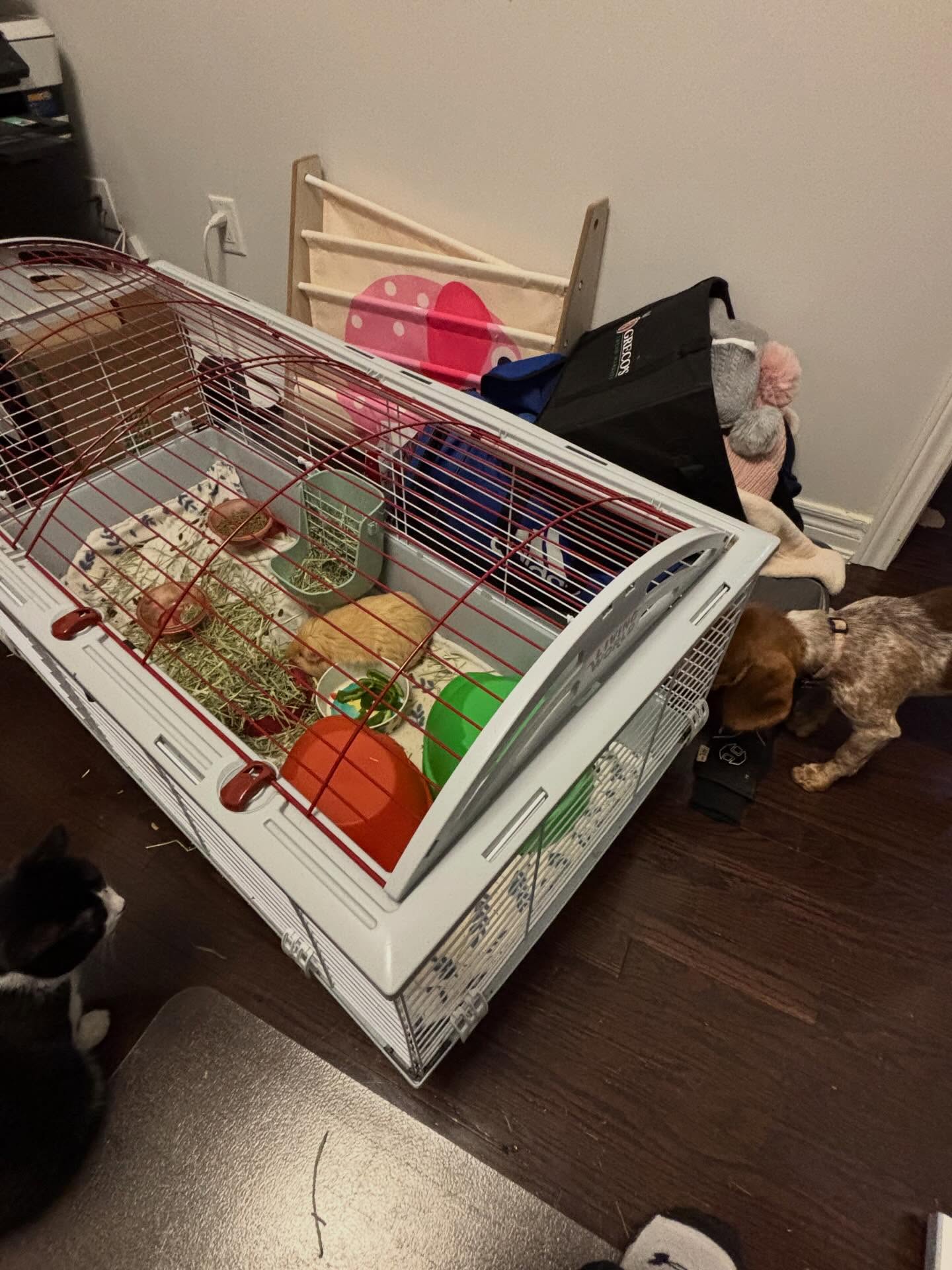 Did I ever tell you about the time my house became a petting zoo. On top of having two dogs, a bird, a cat, and looking after a puppy, we are also watching Guinea pigs. Meet Beavis and Butt Head aka Goldie and Brownie.
#guineapigs #animalsitting #petsitter #petsitting #dogsitting