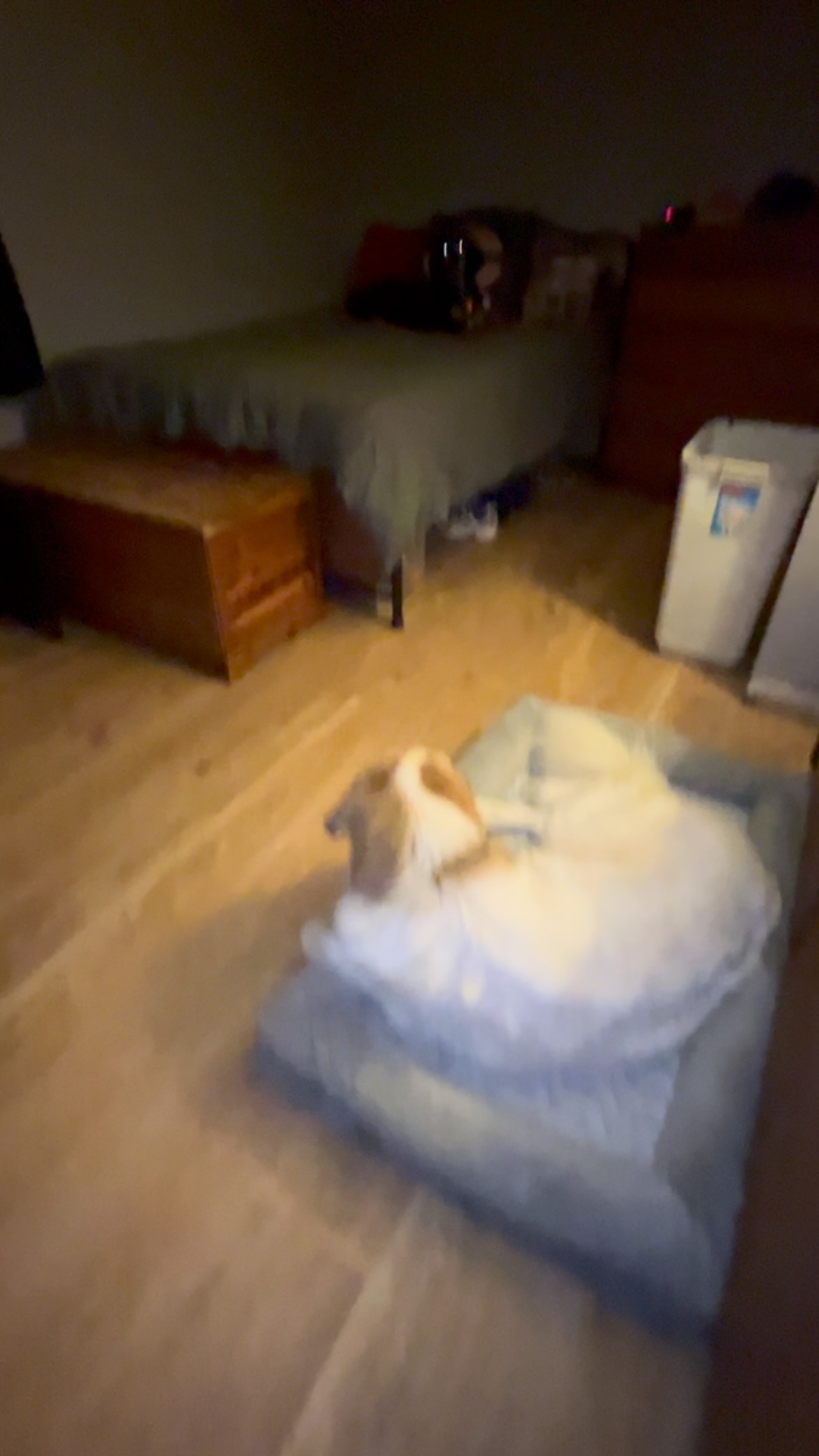 Jules and Abby chillin on Christmas Eve 🐶😁