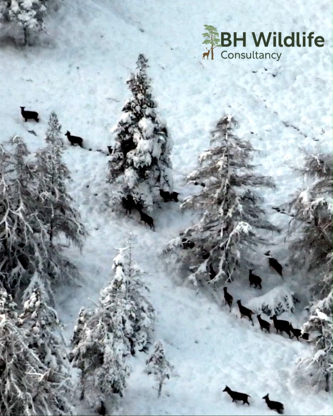 A throwback to last winter, when there was more snow around!
Wishing all our clients, friends, and family a very Merry Christmas. Thank you for all the support this year. Ben and Katie