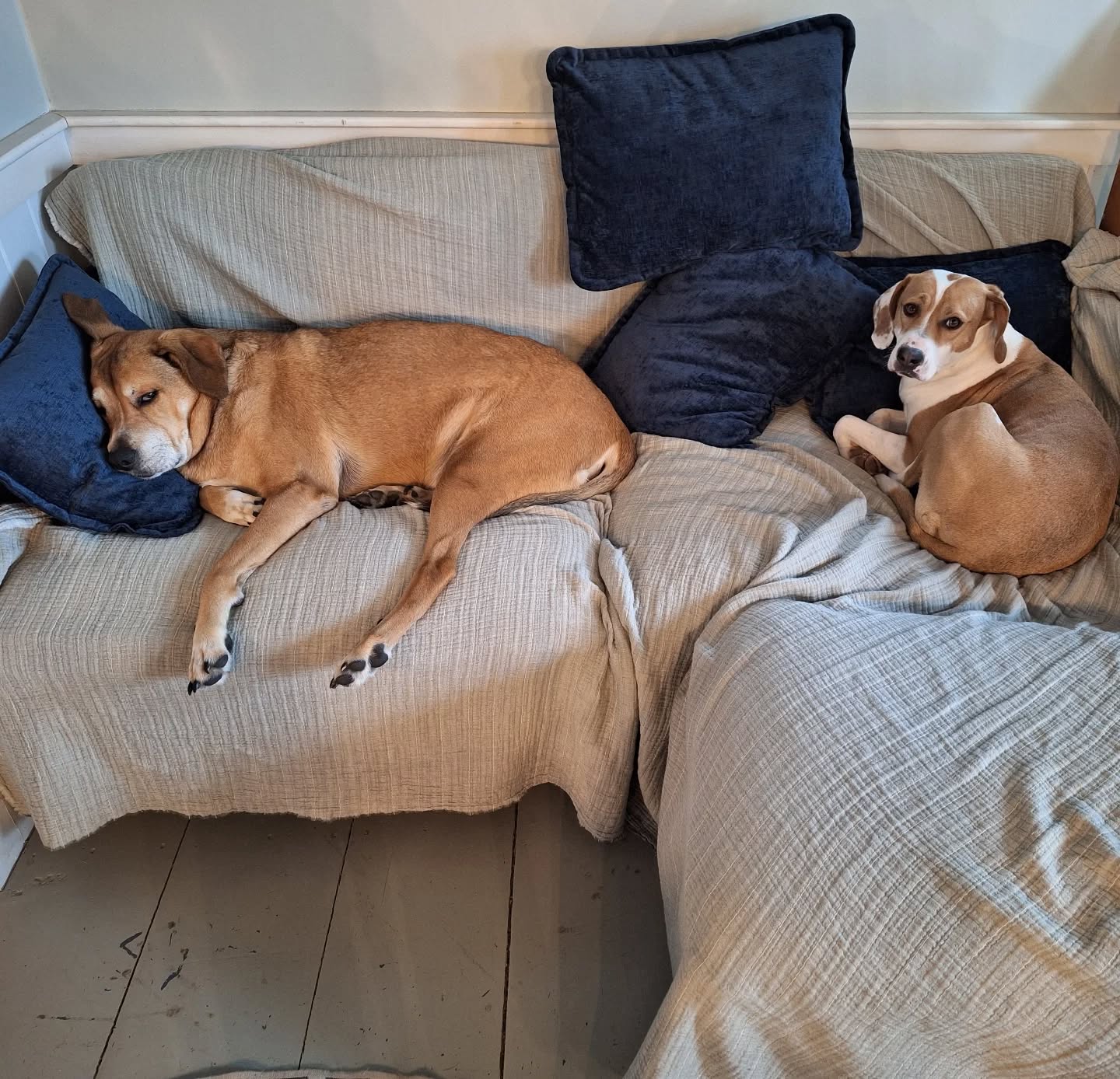 At least they left me a little room when I got up to tend the woodstove.