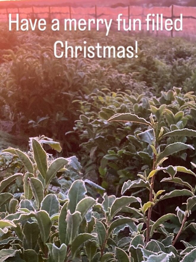 Wishing everyone a Happy Christmas from us here at Kinnettles Tea Garden and of course that wherever you may be it also includes lovely warming cups of tea!
🌱
🌱
🌱
#happychristmas #merrychristmaseveryone #kinnettlesteagarden #tea #teaculture