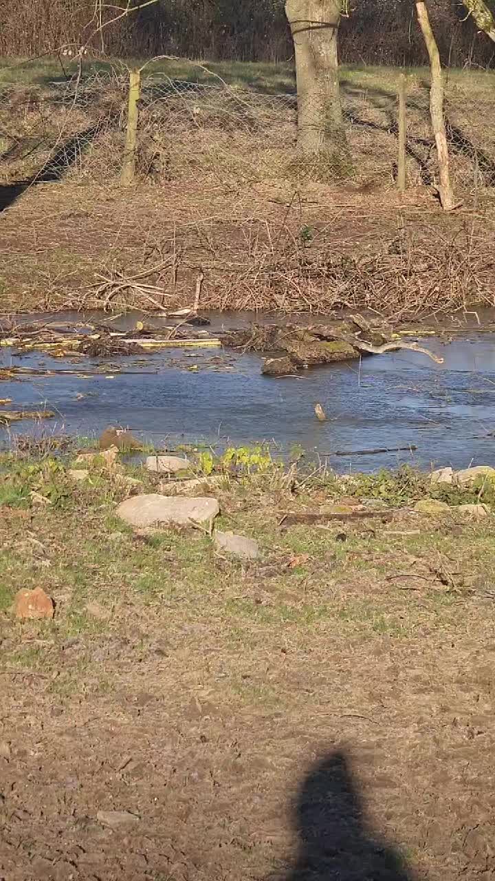 ❄️ Dernier jour de 2025 sous le froid ❄️
#poney #chevre #ain #aintourisme #bourgogne