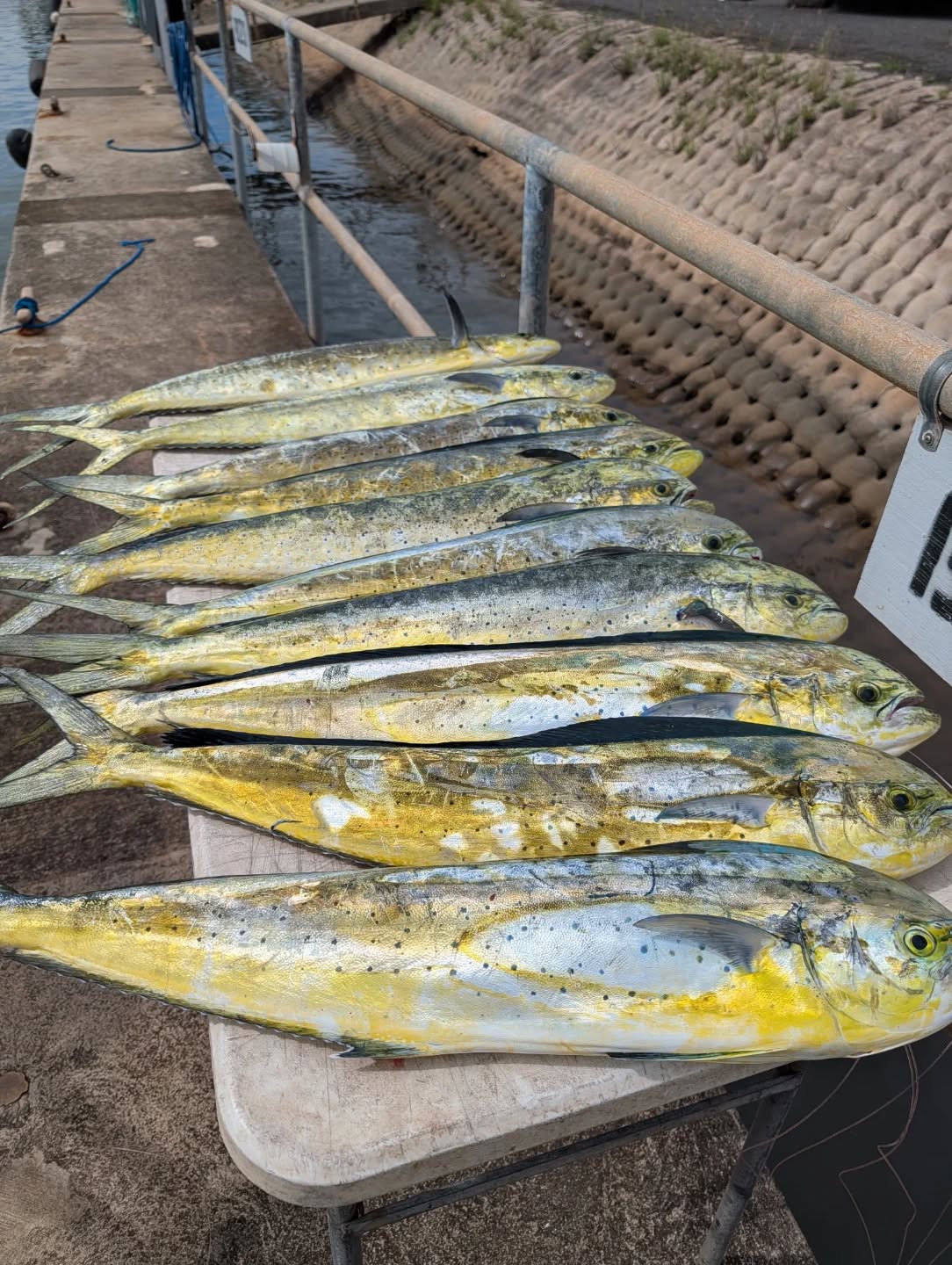 Gonna have loads of mahi available tomorrow afternoon! If you would like to buy a slab let us know! No holds, first come first serve. I'll announce the exact time bags are available tomorrow.
For fresh fish text or call:
808-594-7799
For charters check out:
Gofishoahu.com
haleiwafishingcharter #mahi #ono #northshoreoahufishing #northshoreoahu #northshore hawaiifishing fathersonfishing oahufishing oahu lines lures rods reels bait tackle polebender pelagicfishing trolling boattrip bottomfishing pelagic freshfish freshcatch mahifishtacos gofishoahu luckylasshaleiwacharters