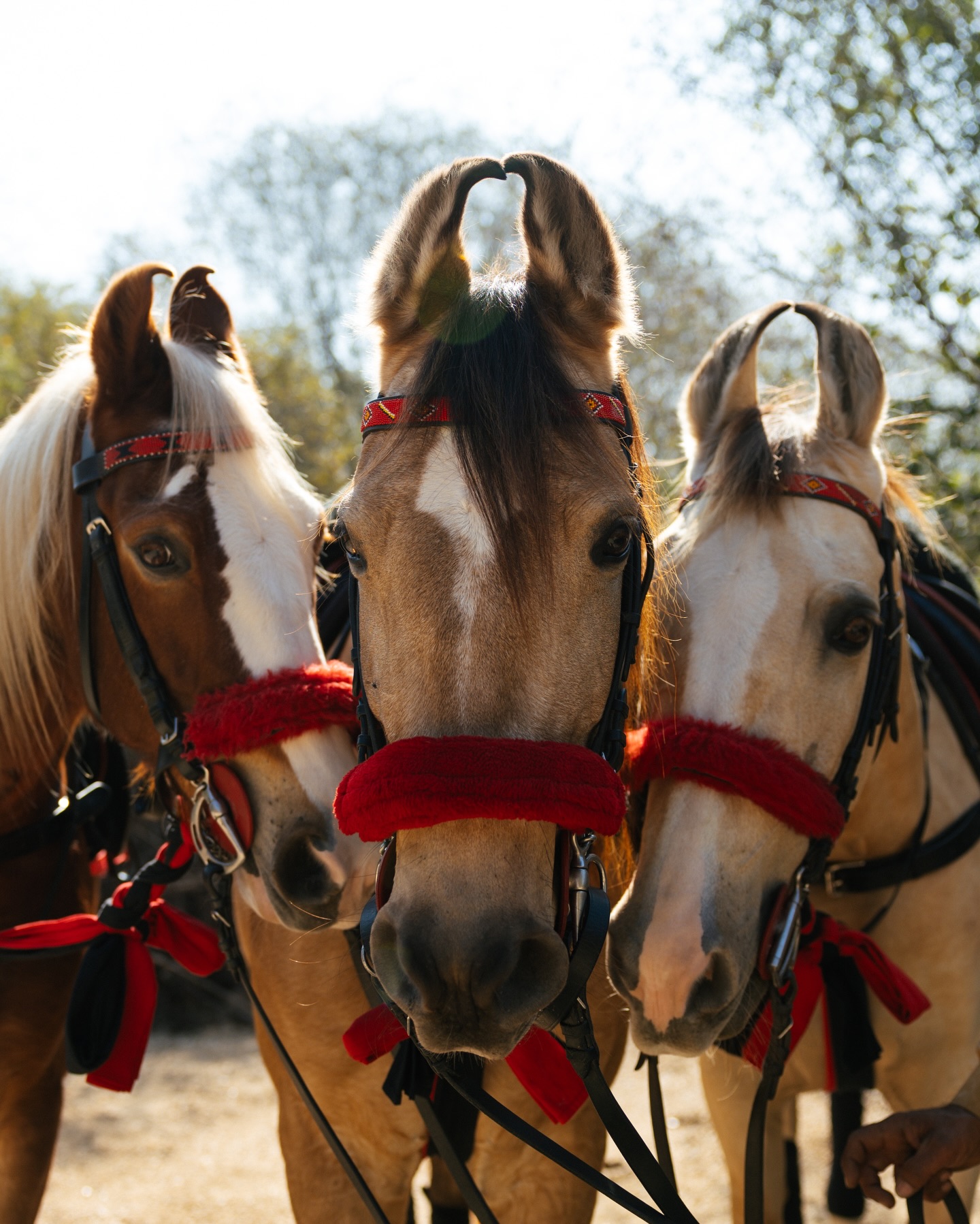 Wishing a very Happy Christmas and Greetings of the Season to all of our friends around the world, love from @britishpoloday 🎄 ❤️ 🐴 (Beautiful Marwari horses courtesy of @thesujanlife) #britishpoloday