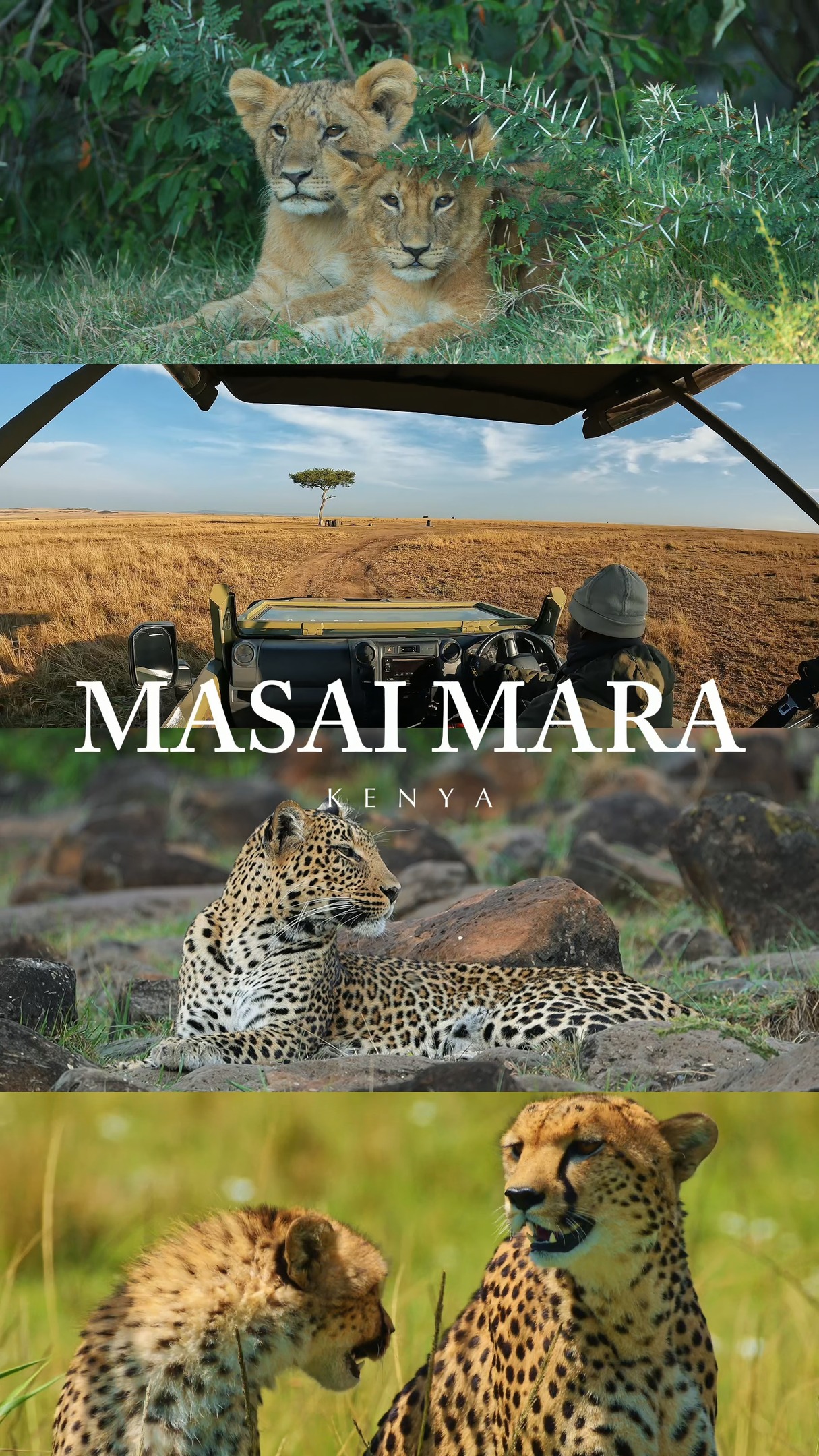 Masai Mara magic in every frame. 🐾
Sunrise over the savannah, lion calls in the distance, and endless golden plains as far as you can see.
Ready to make this more than just a reel and turn it into your next real adventure with Trip Quest?
✨ Save this reel for your Kenya bucket list
✨ Tag your safari partner
✨ DM us “MARA” for dates, prices & custom itineraries
#tripquestsafaris #masaimara #masaimaramagic #magicalkenya #kenyasafari #bigcatsofinstagram #greatmigration #safaridreams #wildlifegoals #bucketlisttrip #africatravel #luxurysafari #ecosafari #travelreels #explorekenya #visitkenya #safarivibes #wanderlustafrica #adventureawaits