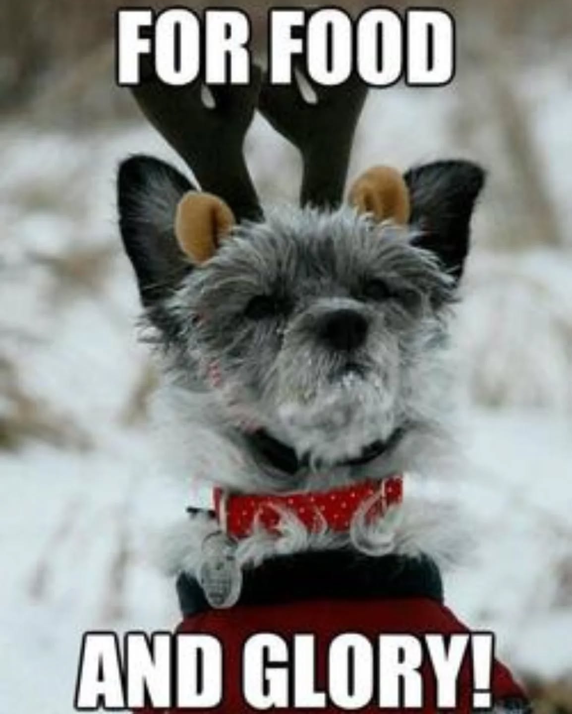 W Merdu-Merdu Wigilia smakuje inaczej.
Nie ma białych obrusów i idealnej ciszy przy stole. Jest za to tupot łap, zapach mokrej sierści po spacerze nad Wisłą i to specyficzne ciepło, które dają tylko psy.
Zamiast wielkich przemówień i idealnych kadrów, mamy naszą hotelową codzienność, która w te dni smakuje jakoś bardziej. Bo choć jesteśmy tu w pracy, to dla każdego z naszych gości staramy się być po prostu "swoi". Żeby nikt nie czuł się tu tylko numerem w grafiku, ale częścią stada.
Życzymy Wam spokoju. Takiego prawdziwego, bez presji na idealne święta. Życzymy czasu dla siebie i dla Waszych czworonogów - psy i tak najbardziej cieszą się z Waszej obecności, a nie z nowej obroży pod choinką. Chociaż z kradzionych pierogów na pewno się ucieszą 🐶
My wracamy do naszych podopiecznych. Czekają na nas spacery i wieczorne wyciszenie. To nasze miejsce i nasz sposób na spędzanie tego czasu – dokładnie taki, jaki lubimy najbardziej ❤️
Spokojnych Świąt od całego zespołu Merdu-Merdu! 🐾
#merdumerdu #wigiliawhotelu #psidom #zyczenia #hoteldlapsow #swietazpsem #psyimy