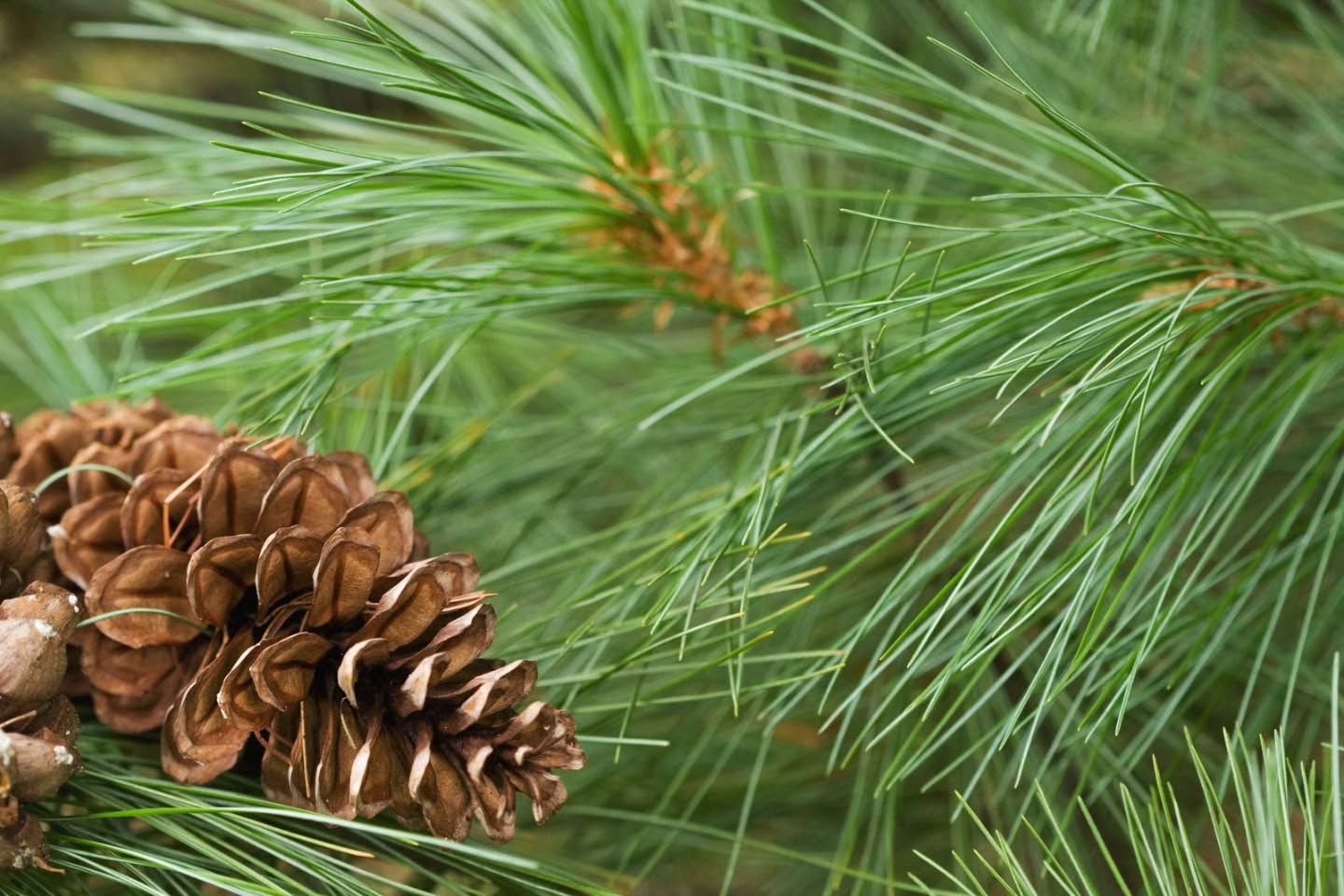 White Pine needles are 5x as high as oranges and lemons per volume, in Vitamin C! They are also high in shikimic acid, which has been proven to help stop blood clots from forming, protected people from respiratory infections, and displayed anticancer, antiviral, and antibiotic properties.
We have a white pine tincture that is amazing, gentle yet effective.
#yemaya #Yemayanaturalproducts #whitepine #tincture #healthylifestyle