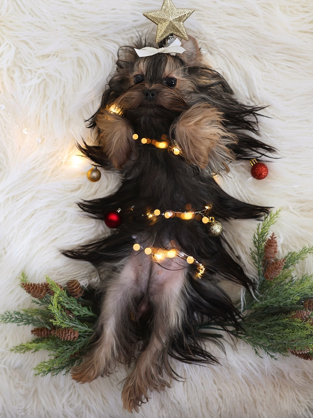 🎄❤️ We are wishing everyone a Christmas filled with love, peace, and countless blessings ❤️🎄