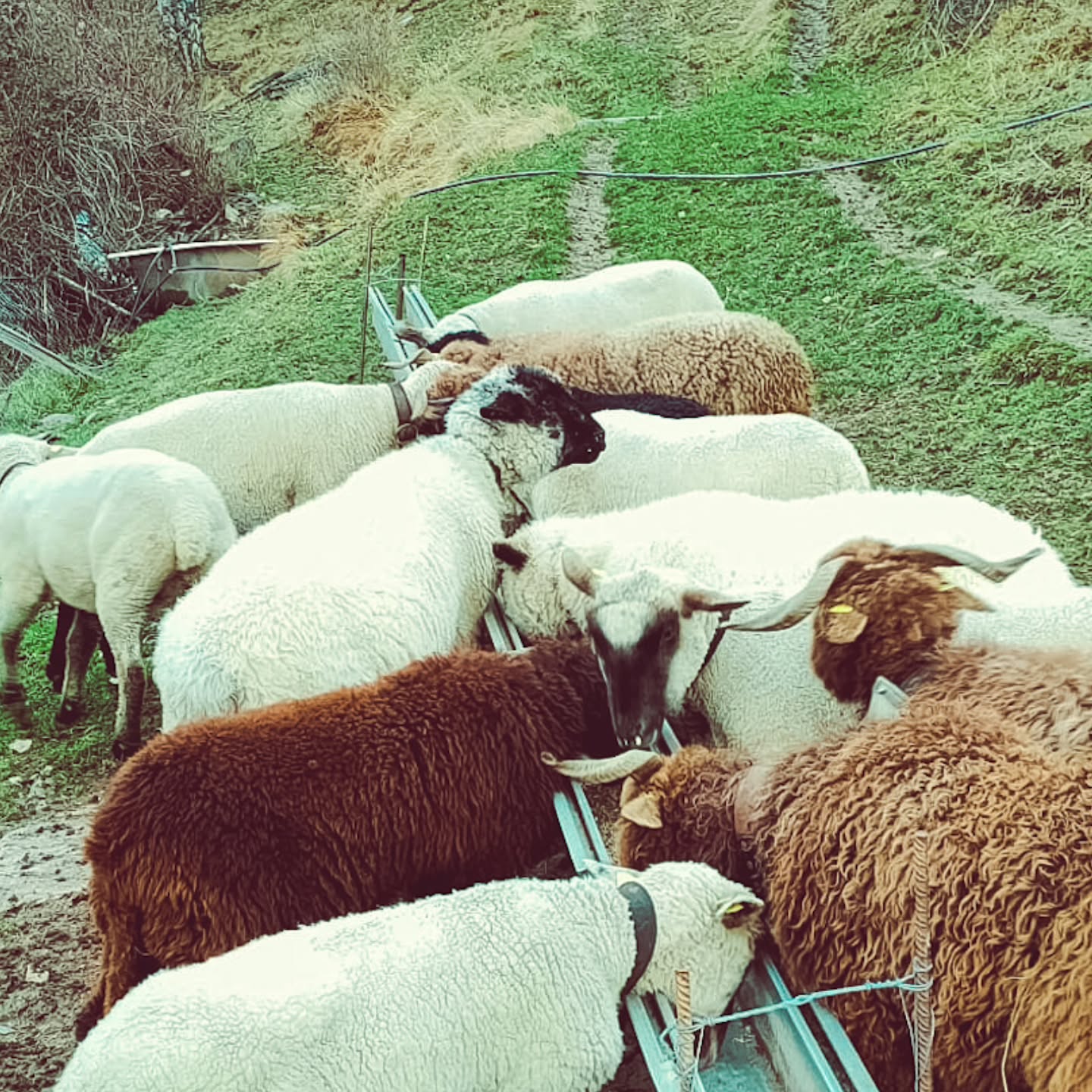 Weihnachten 2025 🎄✨
Wir wünschen euch wunderschöne Feiertage im Kreise eurer Liebsten.
Geniesst die gemeinsamen Momente, feines Essen und ein gutes Glas Wein – zum Beispiel eine Flasche Assemblage Rouge von Brandeija Wii 🍷
Frohe Weihnachten und gemütliche Festtage!
#brandeija #brandeijawii #weihnachten #frohefesttage #walliserwein