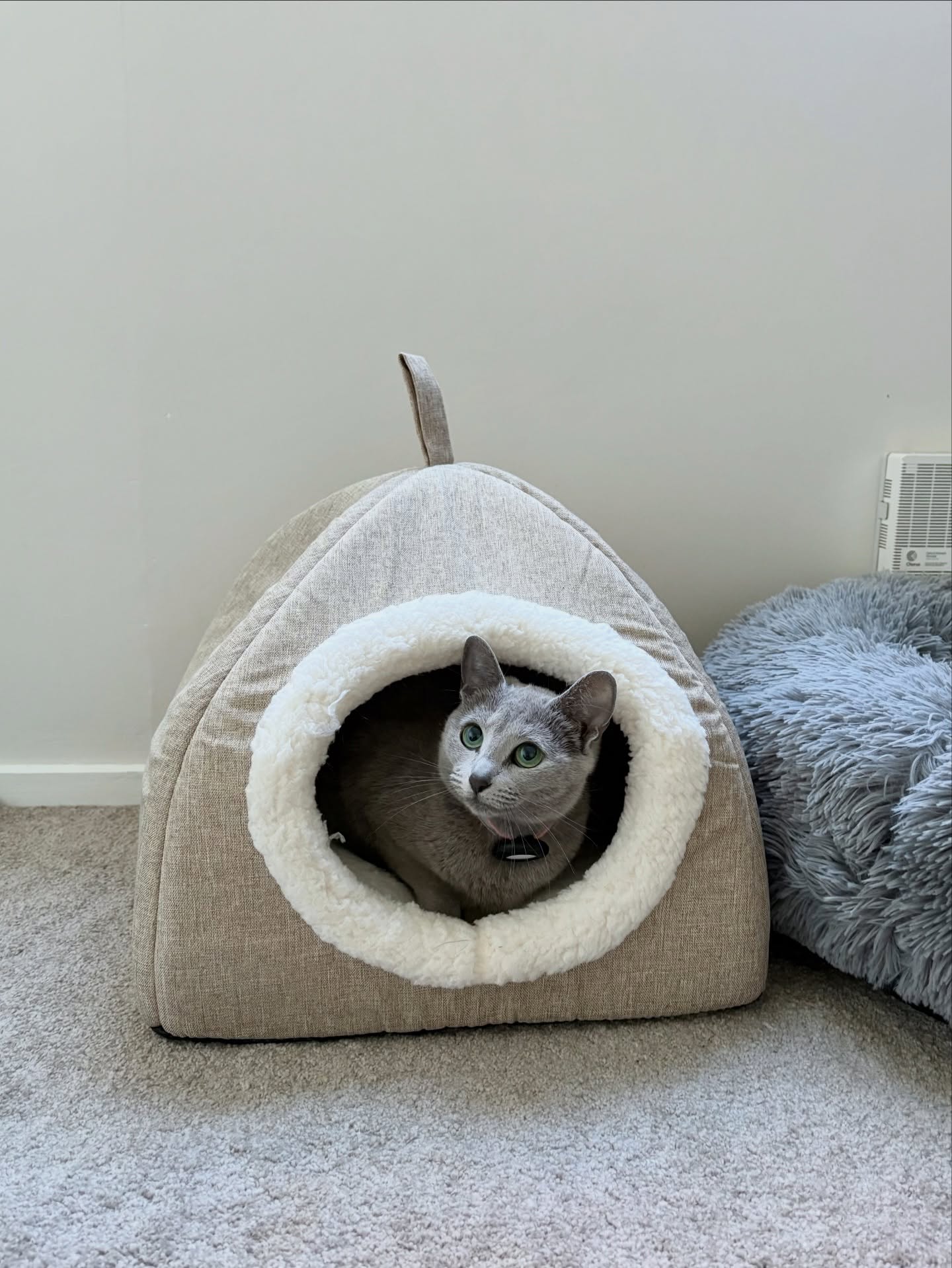 Heya! Just looking towards 2026 😍 so many exciting things coming!
Our outdoor catio is almost finished, we have some furry friends joining us, and we are posting our new website live!
Anddddd we are always getting fun new beds like this one 🧺💛
#arehashtagsstillathing