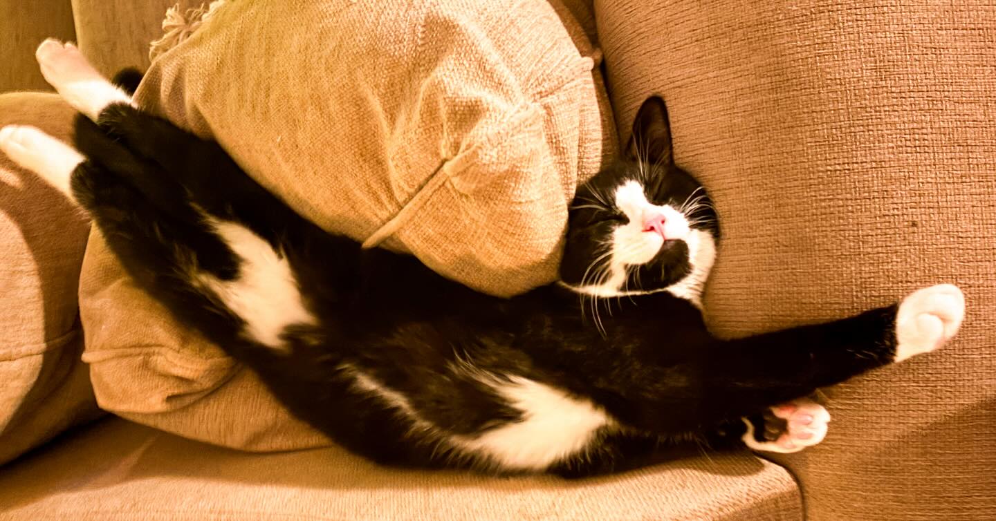 Wishing everyone a Happy Christmas, especially my amazing customers. Thank you so much to everyone who visited the shop this season, it truly meant a lot to me.
I’ve been deeply touched by the support and love from both returning and new customers this Christmas.
It’s been an emotionally tough end to the year after losing Nixa, my beloved companion in Sweden who was with me for 13 years. The grief slowed me down and touched the shop, but I’ve felt such healing from the kindness I’ve received. Thank you to all who stood by me in this time.
Grief can also bring new beginnings. A year of change feels right for the shop, and there’s a wonderful shift already underway. For those who know what’s coming, thank you for standing by me; for those who don’t, I simply ask you to trust this journey. It’s going to be fantastic.
Wishing you all a beautiful, blessed Christmas and a new year filled with peace, love, and abundance. May there be peace on Earth for all mankind.
With love, Lisa and Feenix and here on the photo our deeply loved Pluto 🌸🌟