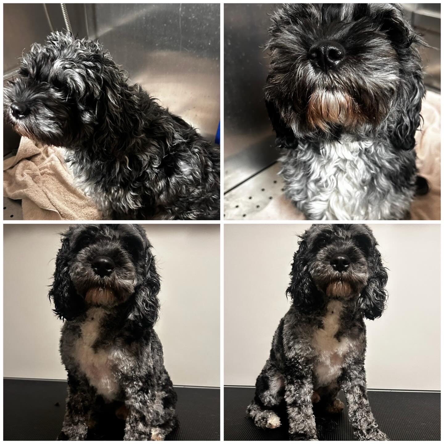 New/Year Ready #groomer #workingfromhomelife #threehillslife #townofthreehills