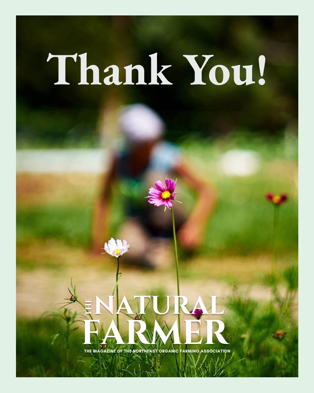 We are grateful to wrap up another year bringing you the latest Northeast happenings in farming, gardening, food justice, and policy.
💚 We’d like to take this moment to give a special thanks to our sponsors @rimolgreenhouse @vermontsoap @neptunesharvest @quickorganics
Their support, along with our advertisers and subscribers help make this publication possible.
If you aren’t already subscribed to TNF, you can receive a printed copy of the magazine by joining your local NOFA Chapter or subscribing directly at thenaturalfarmer.org.
🌿Local chapters 🌿
• Vermont: @nofavermont
• New York: @nofanewyork
• Massachusetts: @nofamass
• New Jersey: @nofanj
• New Hampshire: @nofanewhampshire
• Rhode Island: @nofa_ri
• Connecticut: @ctnofa
Wishing everyone a happy and healthy New Year and we will see you in 2026!
Photo credit: Anita with @notourfarm
.
.
.
#TNF #NOFA #OrganicFarming #RegenerativeAgriculture #TheNaturalFarmer