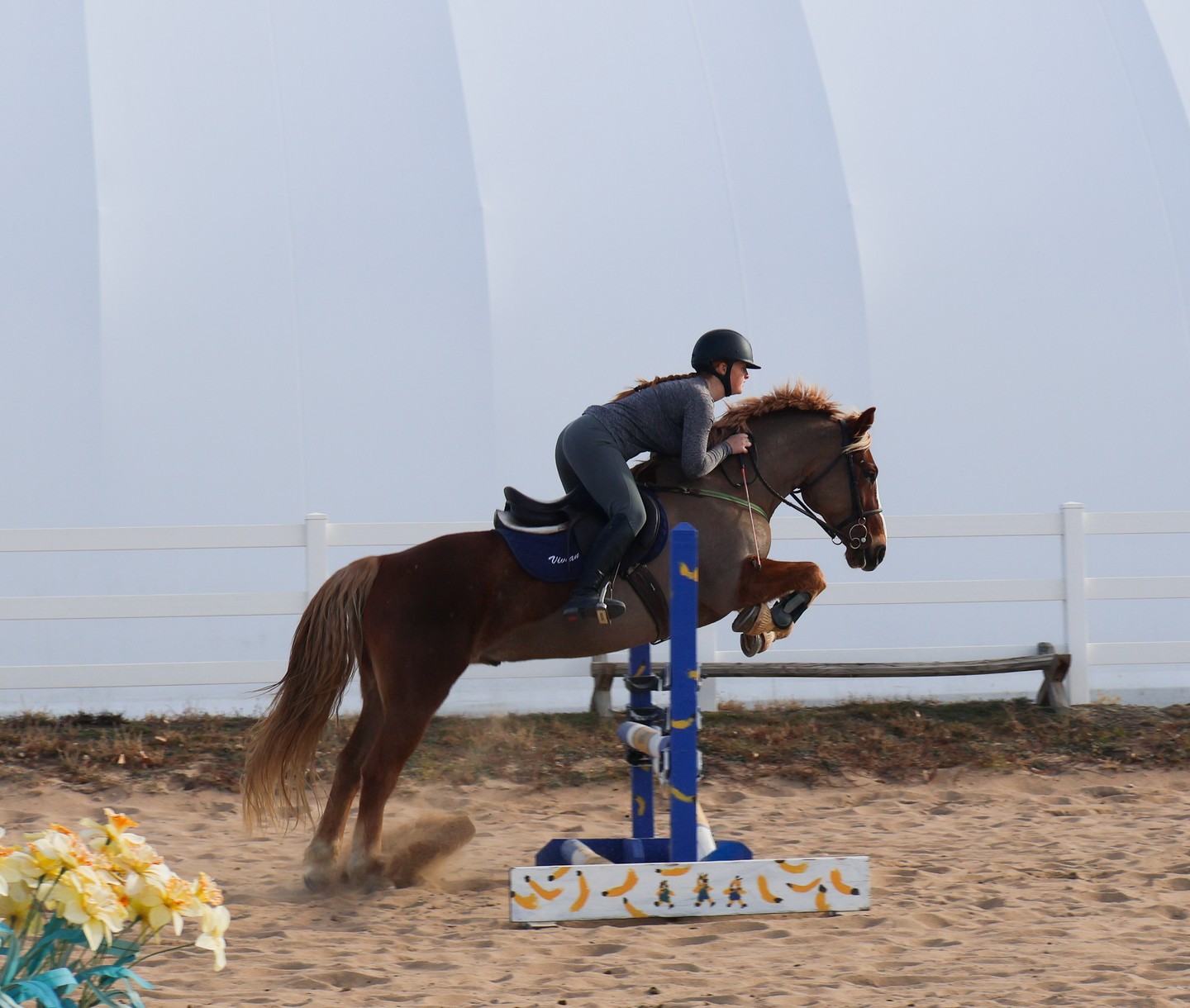 Pretzel just out here making it look E A S Y #horses #ponyforlease #Colorado #LongmontColorado