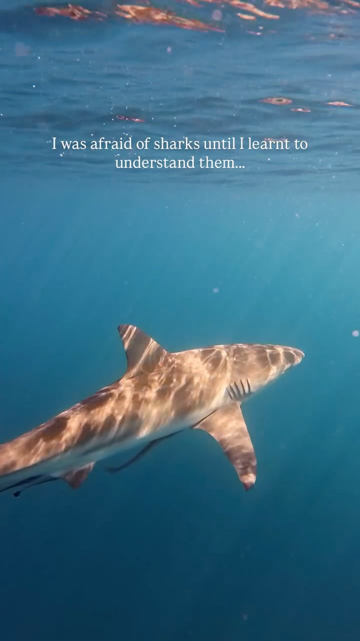 We are afraid of the unknown.
For most, we are scared of sharks because we don’t understand them.
The information that is provided to us, is exaggerated through movies and media.
I was once afraid of sharks, and now I’ll jump in any opportunity I get.
The shift in my own perspective came from diving with them, then having a strong desire to learn as much as I could about their behaviour.
Over the past few years I have been lucky enough to dive with tiger sharks, bronze whalers, bull sharks, duskys, all sorts of reef sharks, hammerheads, grey nurse sharks, as well as Whalesharks, leopard sharks and other smaller species.
Not once, have I felt in danger or threatened. Yet, to this day, I will never be complacent. As these are wild animals, and ALL animals (including humans) must always be treated with respect.